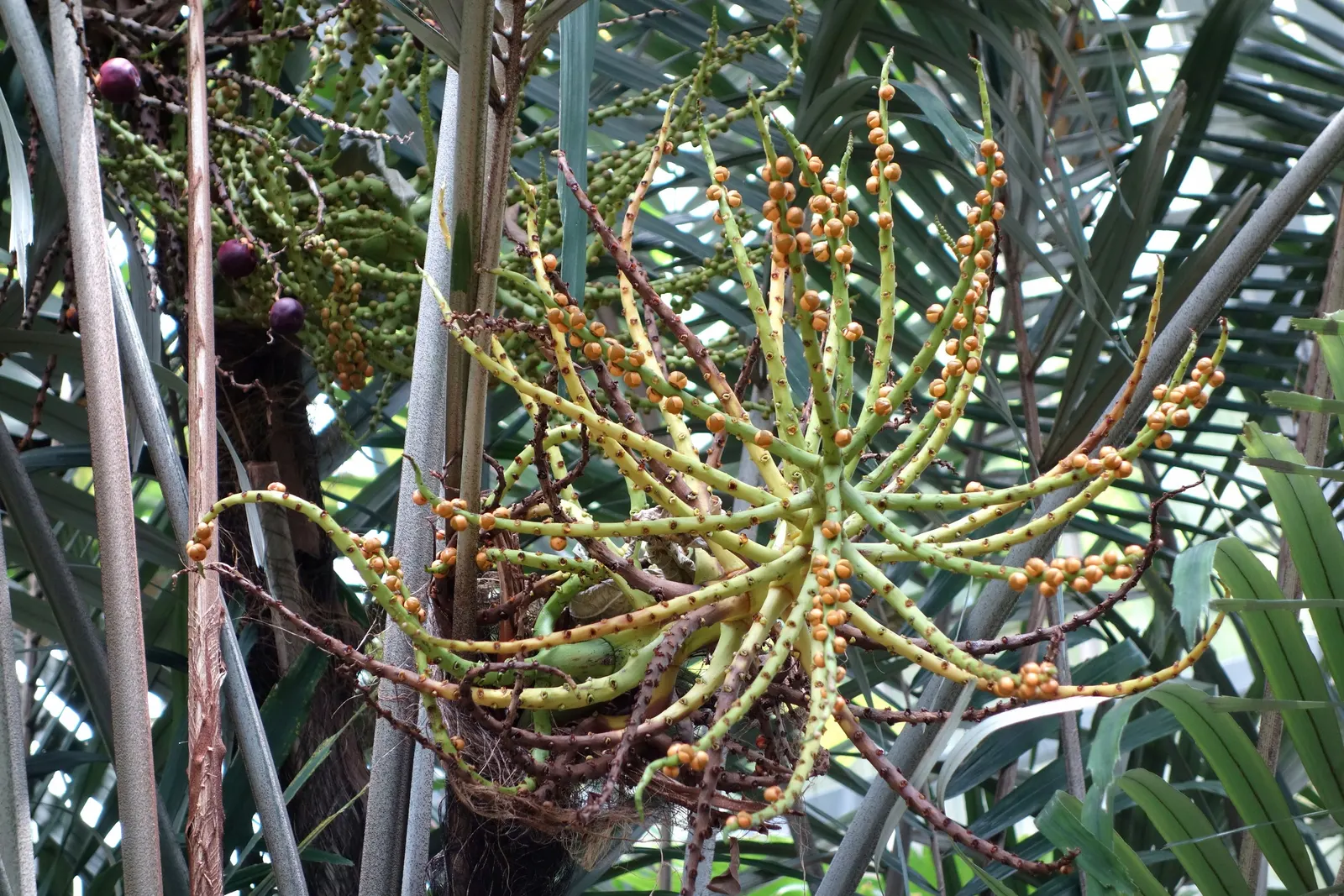 Formosa Sugar Palm, Feather Plant (Arenga Engleri) — typically grows to a height of 10 to 20 feet with a spread of approximately 6 to 10 feet at maturity