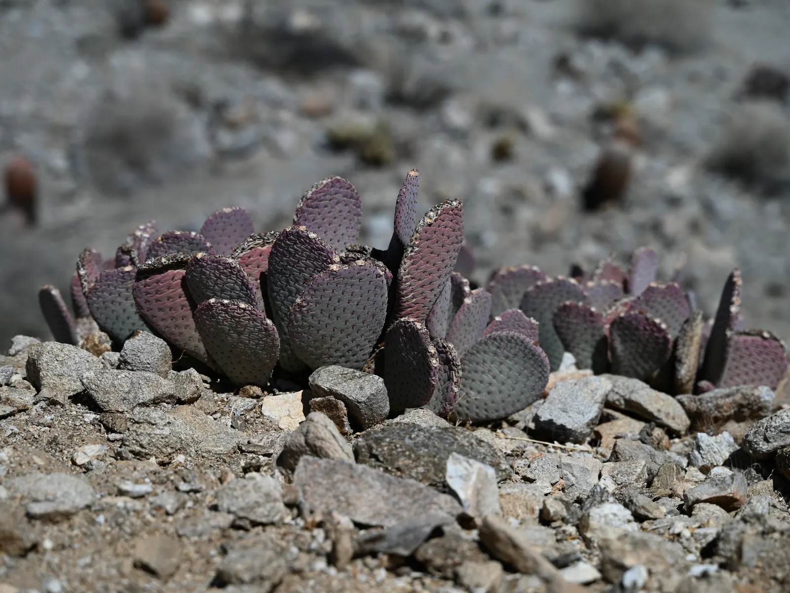 Beavertail Prickly Pear Cactus (Opuntia Basilaris) — Springtime blooms display vibrant pink flowers, adding a pop of color; pink and red flowers in, image 58