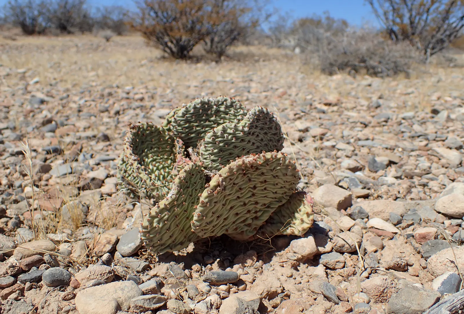 Beavertail Prickly Pear Cactus (Opuntia Basilaris) — pink and red flowers in the garden