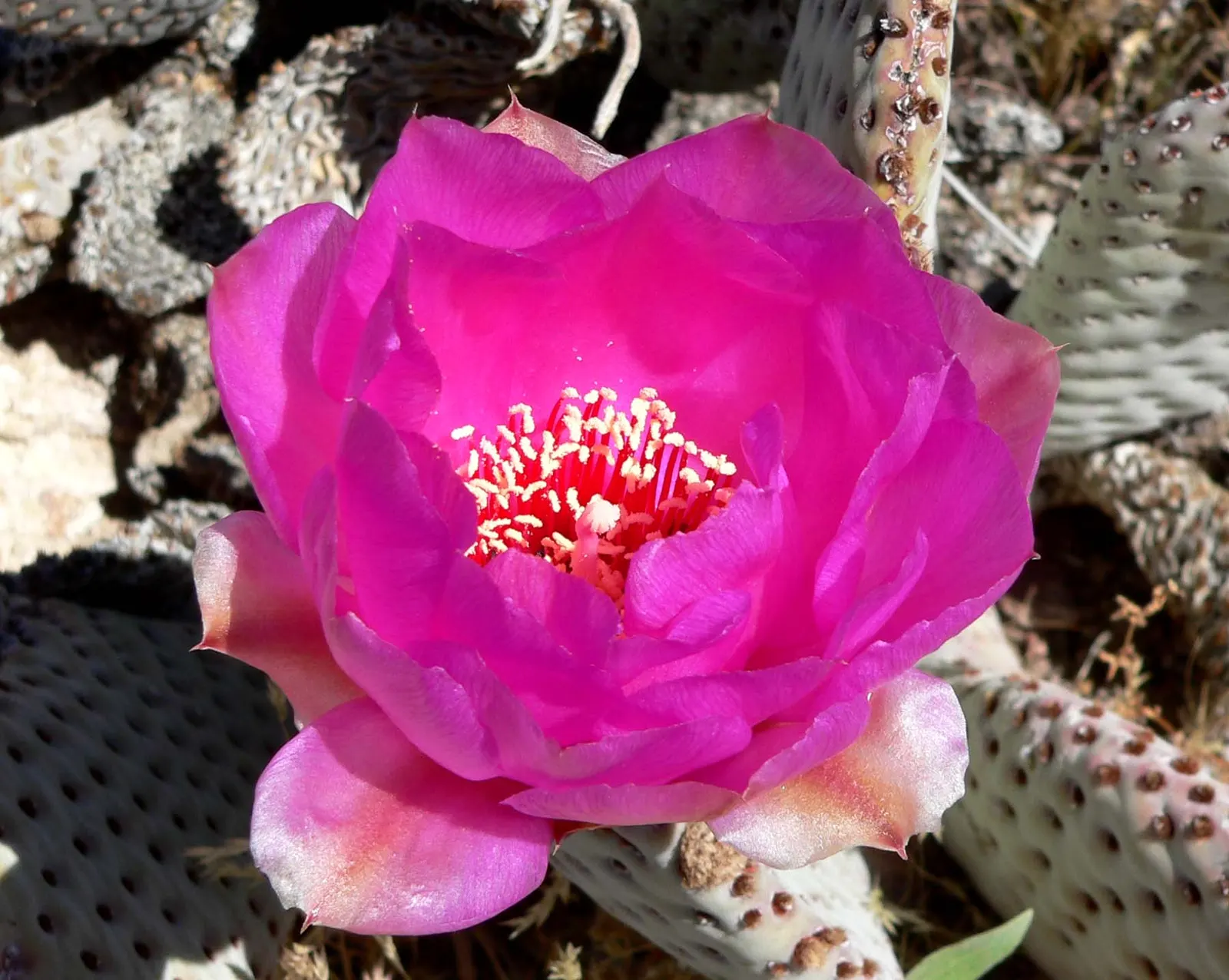 Beavertail Prickly Pear Cactus (Opuntia Basilaris) — the Beavertail creates dense clumps that add texture and a soft yet rugged beauty to garden compositions