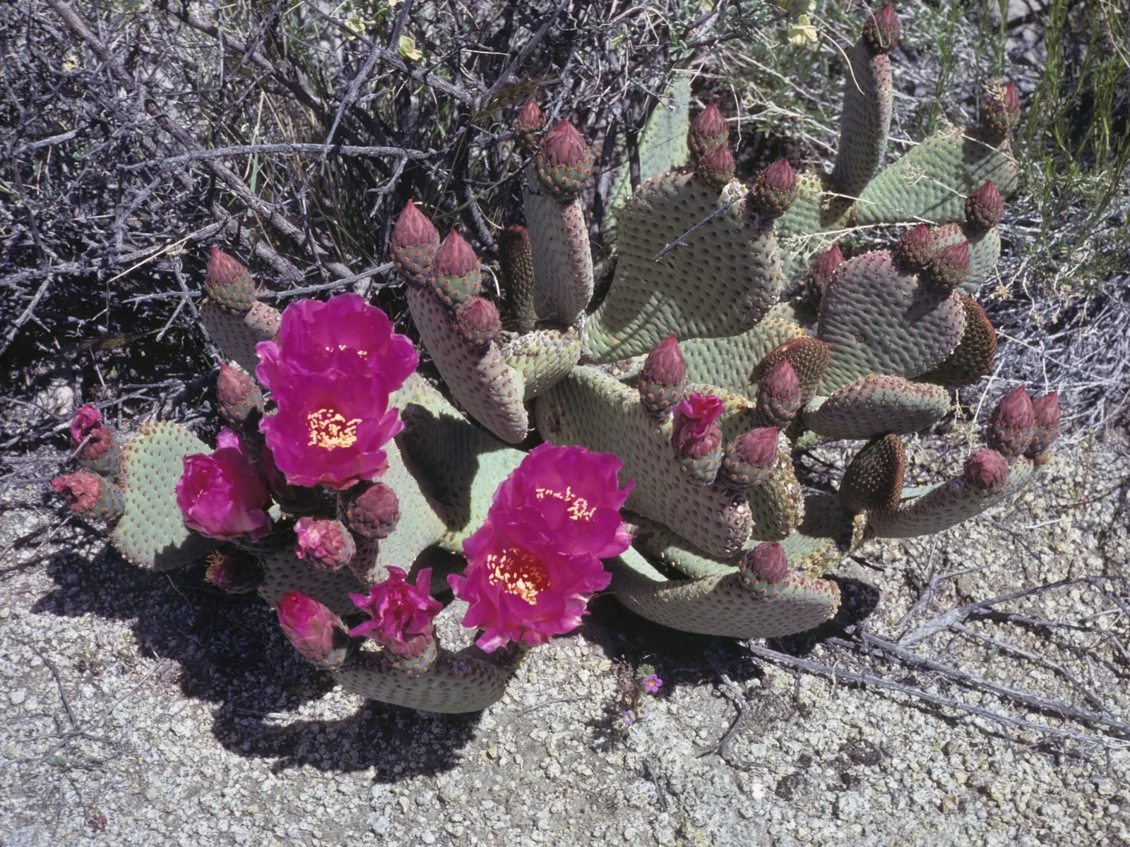 Beavertail Prickly Pear Cactus (Opuntia Basilaris) — is a captivating species and a quintessential element for any drought-tolerant landscape; opuntia