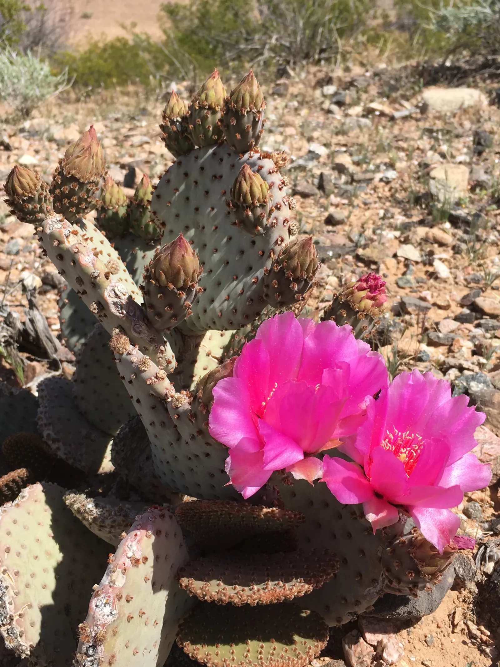 Beavertail Prickly Pear Cactus (Opuntia Basilaris) — the Beavertail creates dense clumps that add texture and a soft yet rugged beauty to garden, image 92
