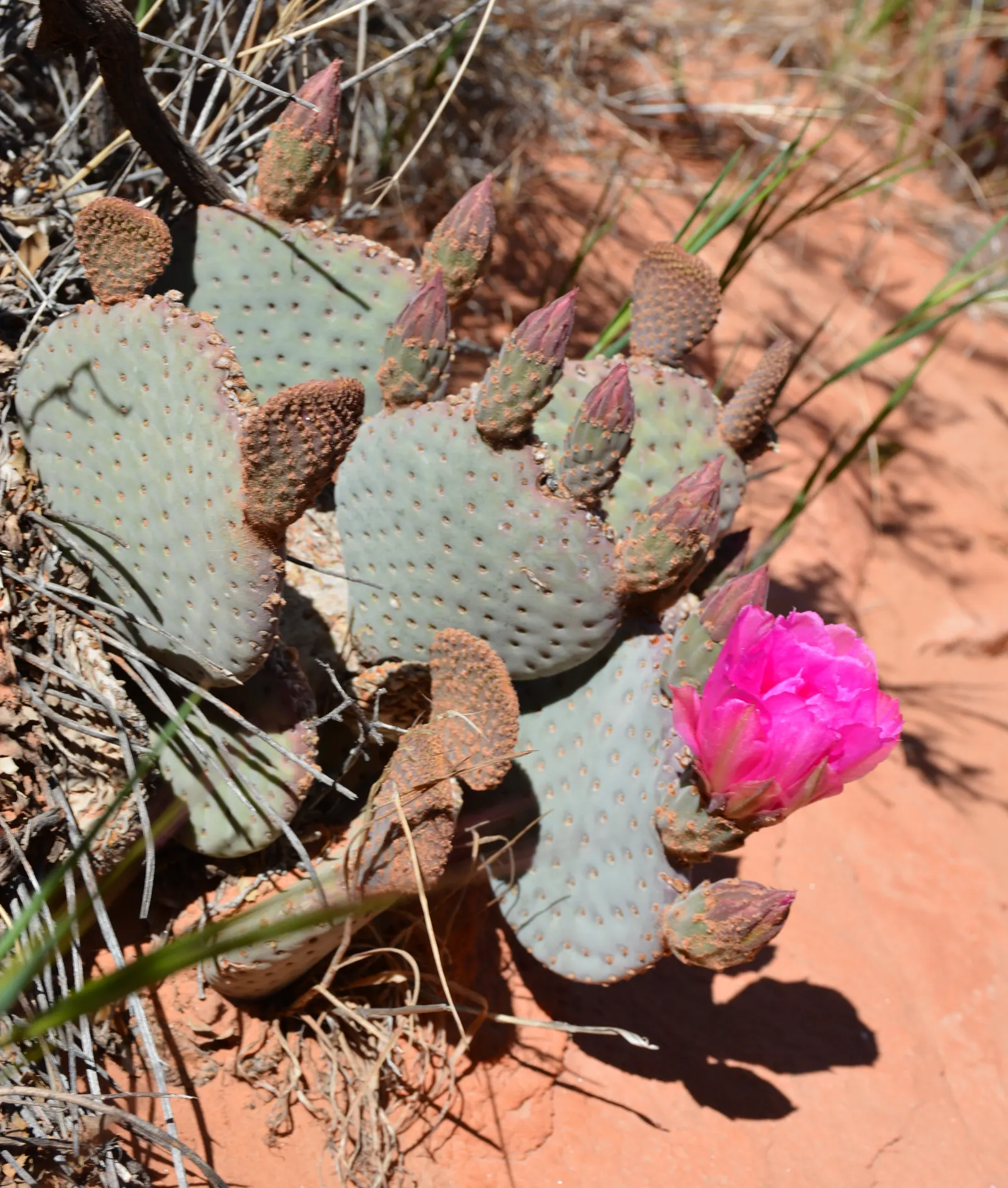 Beavertail Prickly Pear Cactus (Opuntia Basilaris) — Each bloom spans approximately 2 to 3 inches across, image 68
