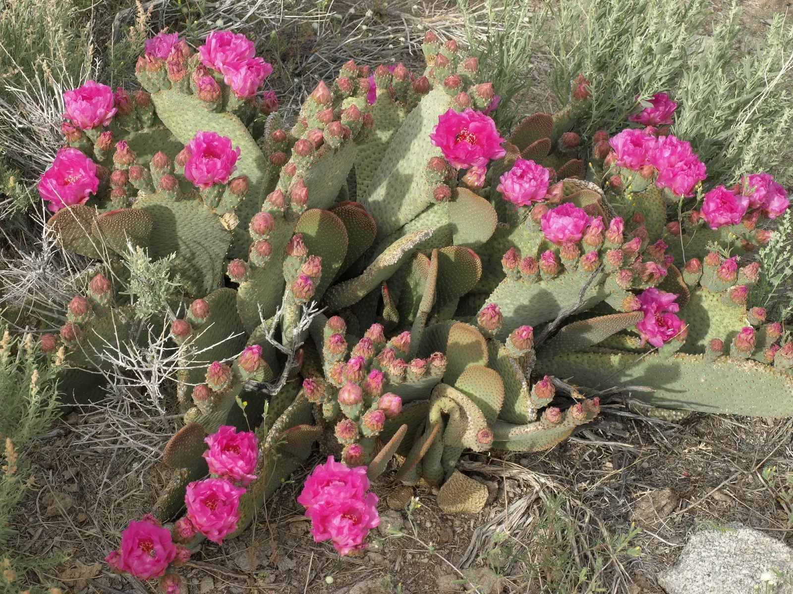 Beavertail Prickly Pear Cactus (Opuntia Basilaris) — contributing both color and visual interest to the arid landscape palette; it exemplifies water-efficient