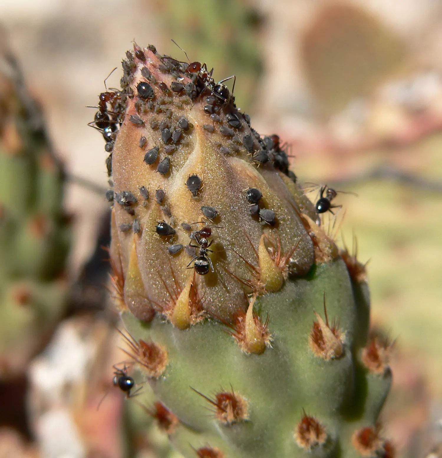 Beavertail Prickly Pear Cactus (Opuntia Basilaris) — and its carefree maintenance requirements will assure them of its suitability for their garden