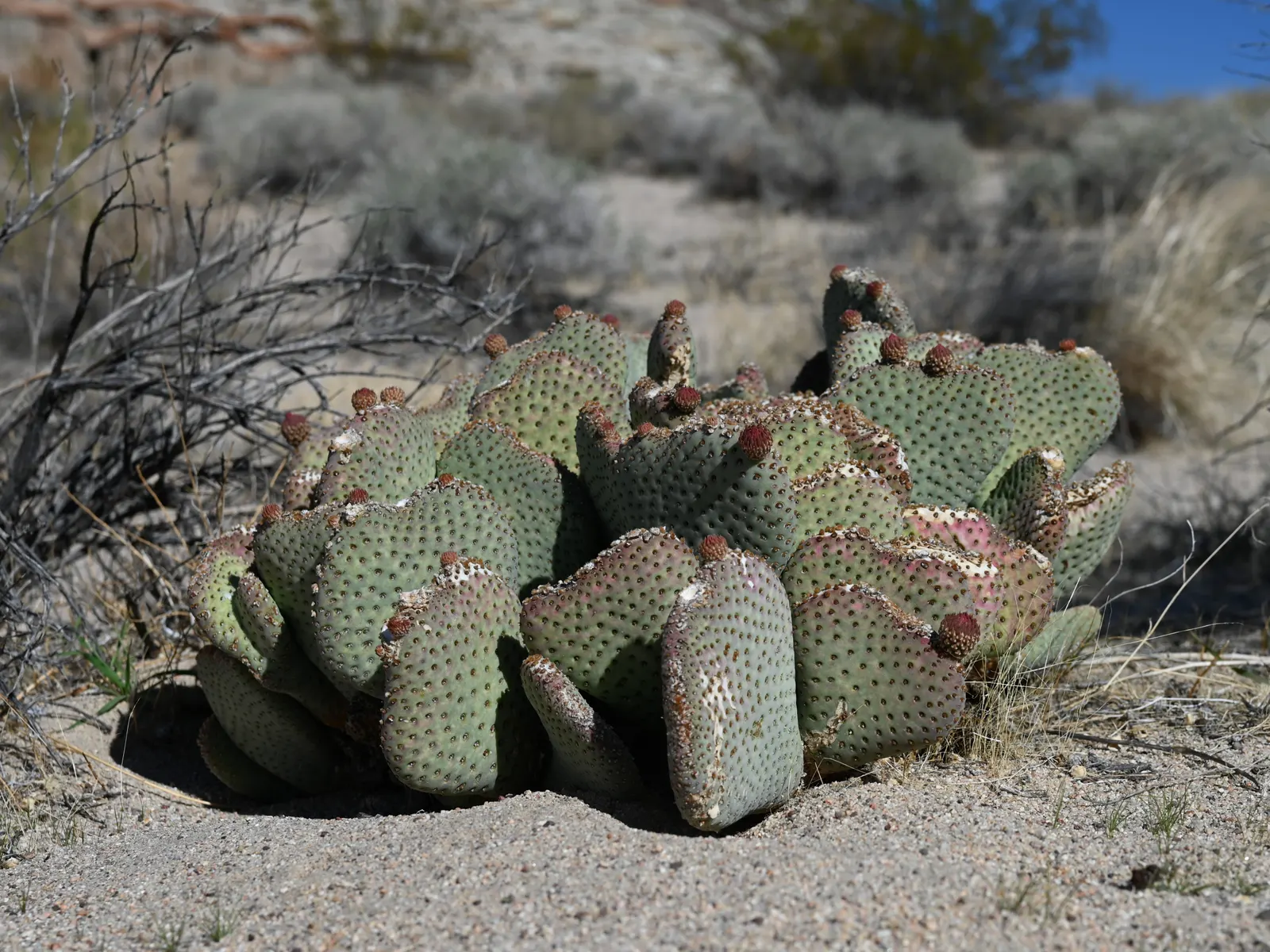 Beavertail Prickly Pear Cactus (Opuntia Basilaris) — Springtime blooms display vibrant pink flowers, adding a pop of color
