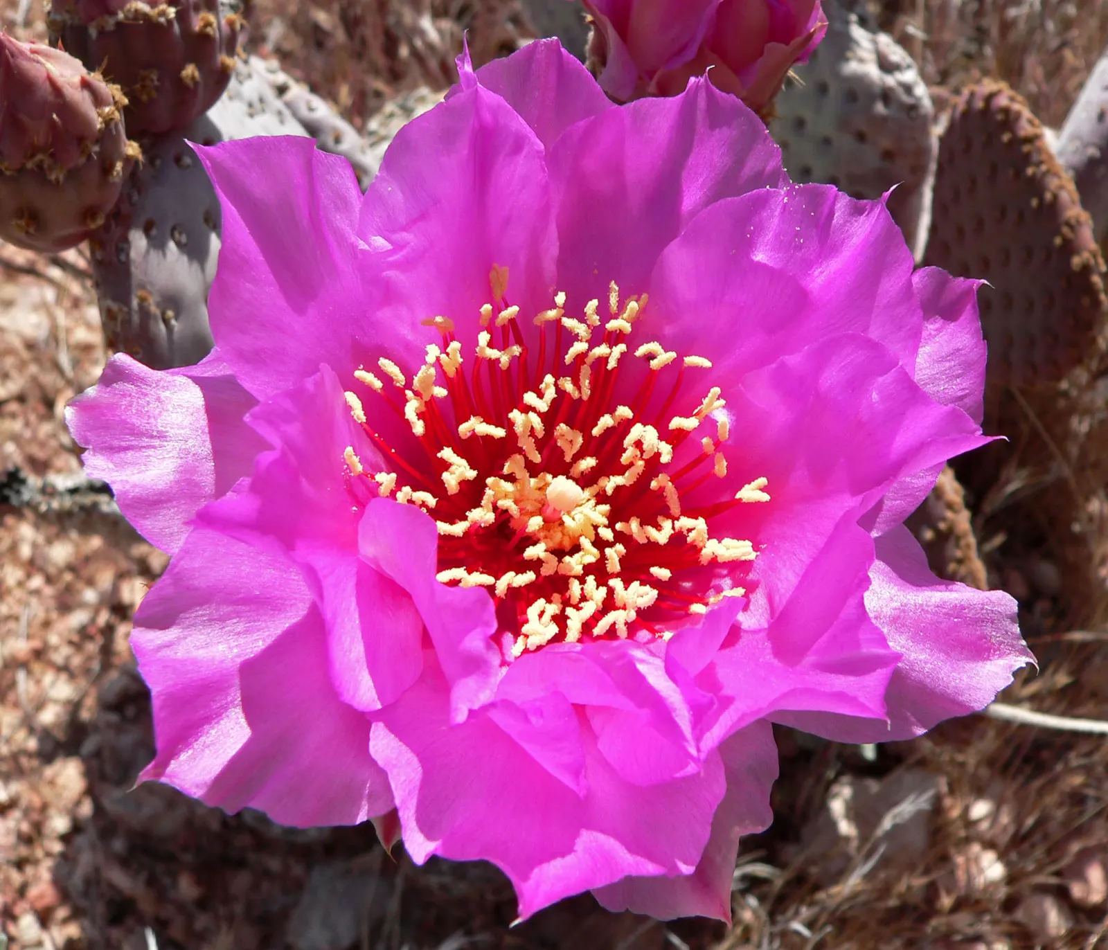 Beavertail Prickly Pear Cactus (Opuntia Basilaris) — paddle-shaped pads resembling beaver tails
