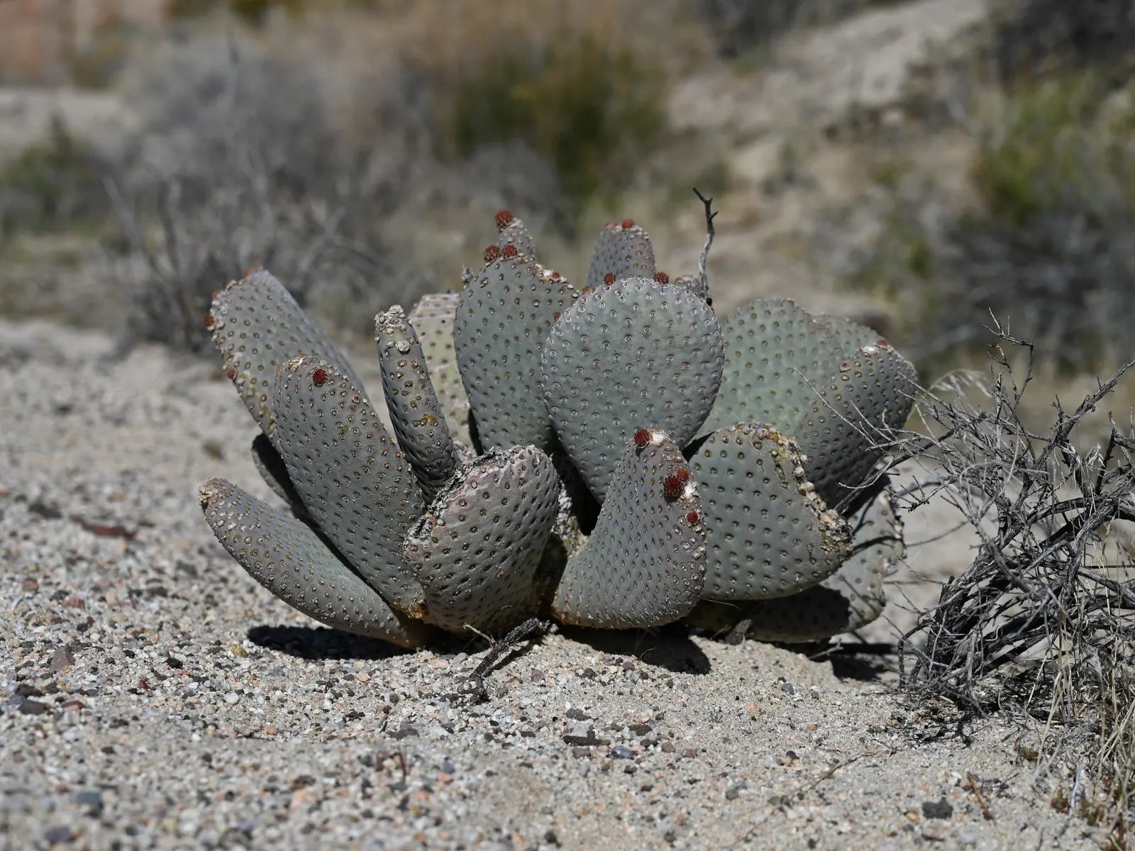 Beavertail Prickly Pear Cactus (Opuntia Basilaris) — cactus for full; especially in regions that emulate its native desert conditions