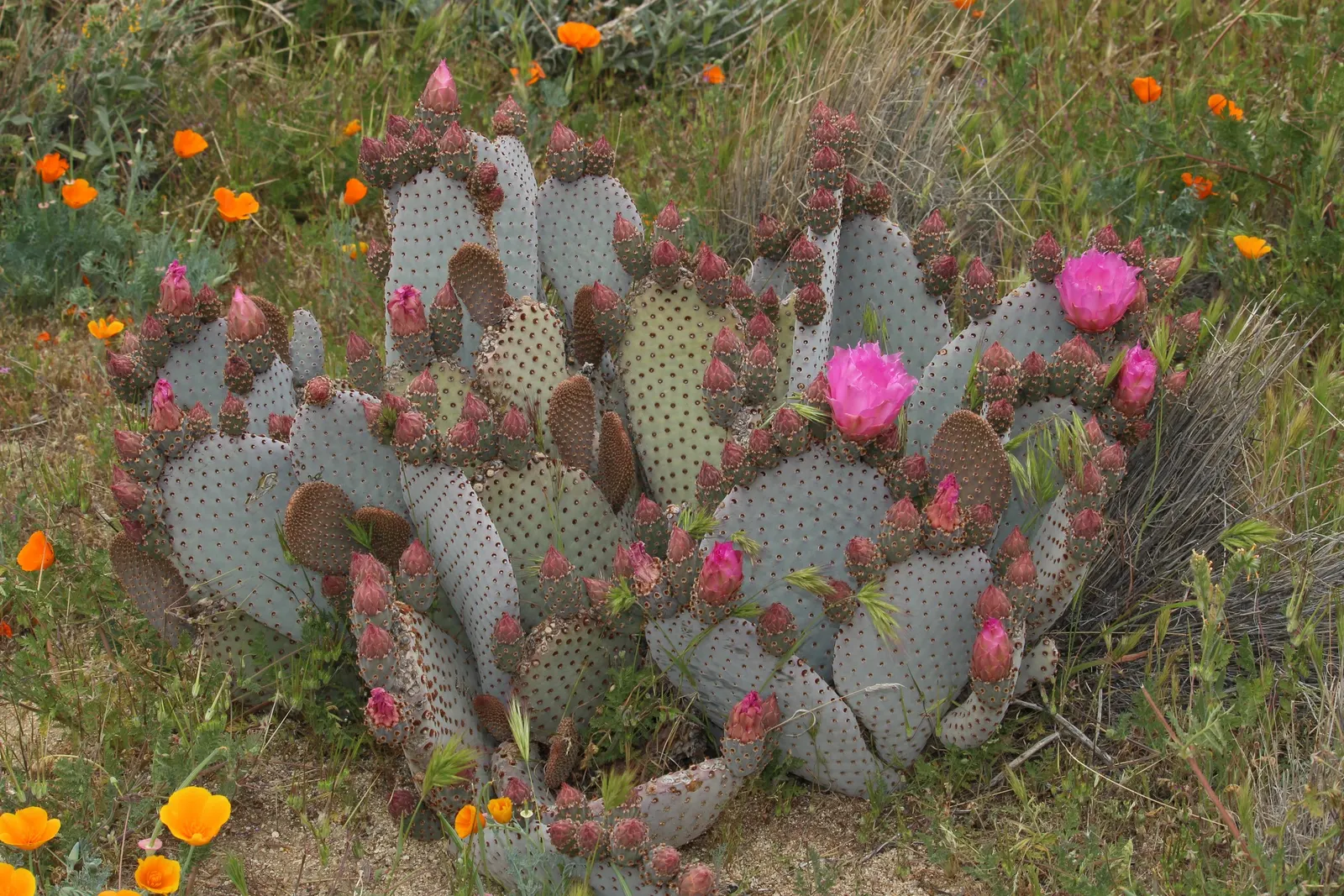 Beavertail Prickly Pear Cactus (Opuntia Basilaris) — spiny fruits that persist on the cactus; native to the Southwestern United States and, image 98