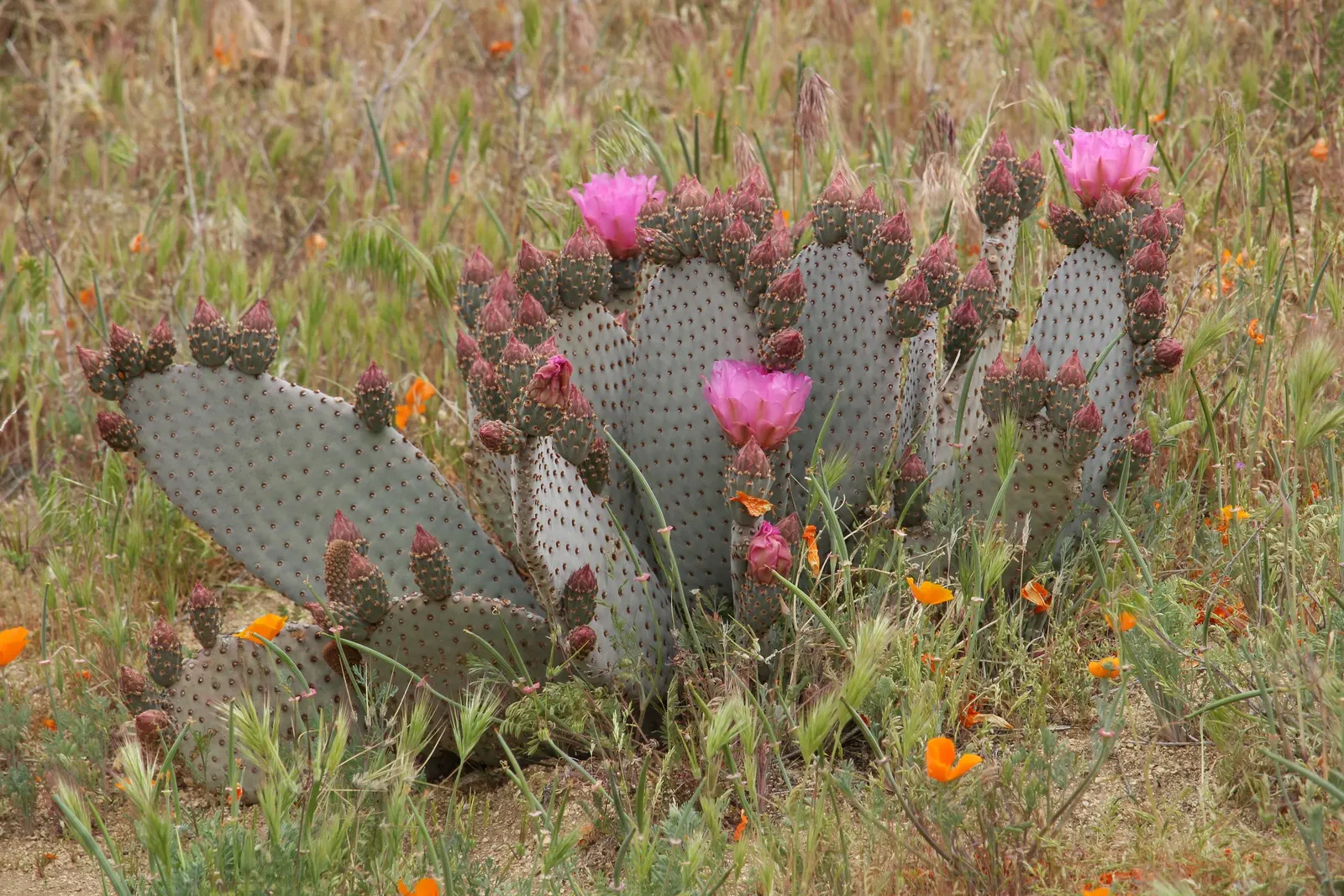Beavertail Prickly Pear Cactus (Opuntia Basilaris) — and its carefree maintenance requirements will assure them of its suitability for their garden, image 50