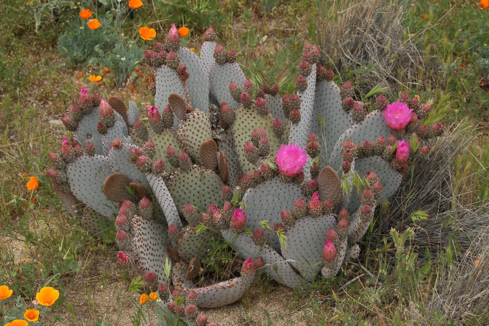 Beavertail Prickly Pear Cactus (Opuntia Basilaris) — the plant produces reddish; the Beavertail Prickly Pear (Opuntia basilaris) is a charming, low-growing