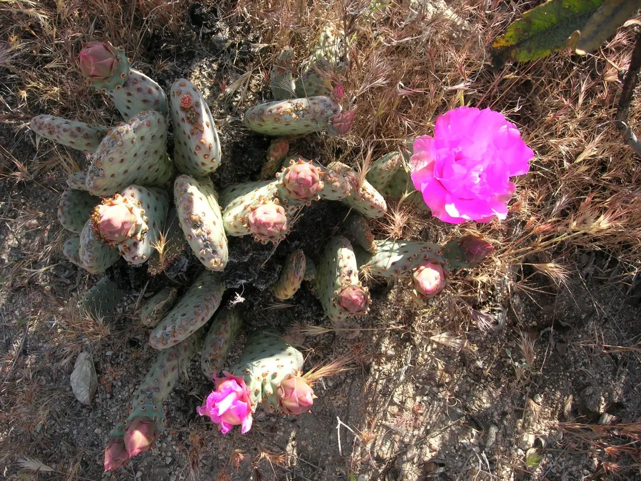Beavertail Prickly Pear Cactus (Opuntia Basilaris) — cactus with pink and red blooms; spiny fruits that persist on the cactus, image 80