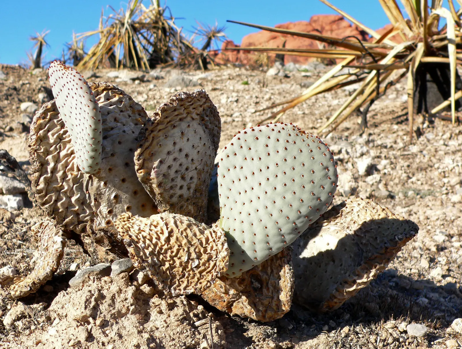 Beavertail Prickly Pear Cactus (Opuntia Basilaris) — Native to the Southwestern United States and Northwestern Mexico; cactus with pink and red, image 62