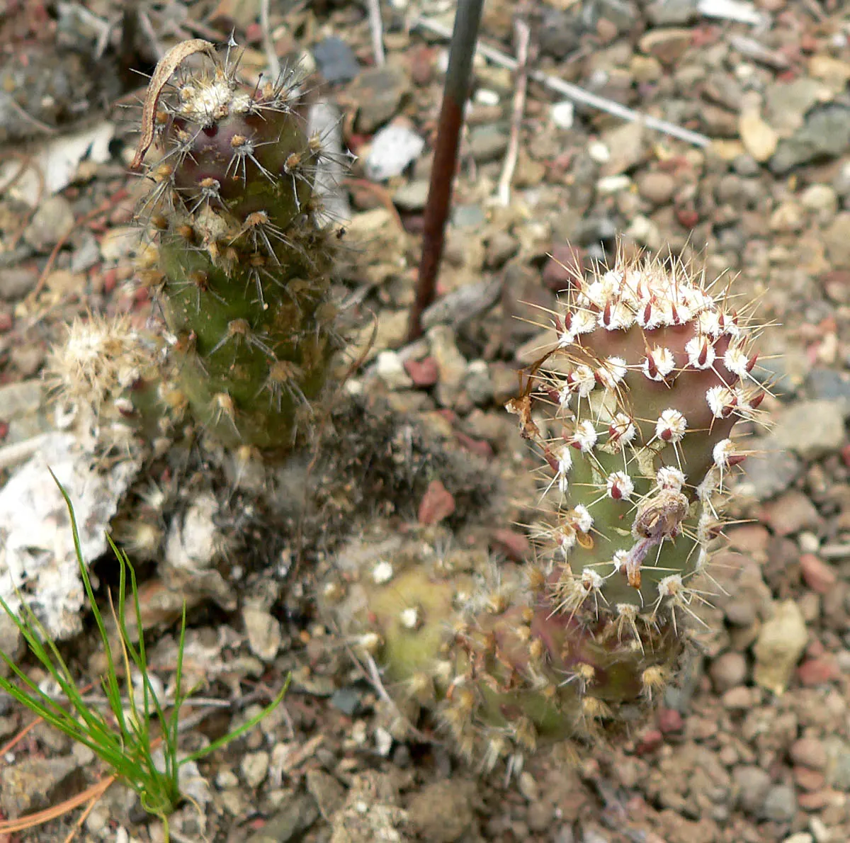 Beavertail Prickly Pear Cactus (Opuntia Basilaris) — it exemplifies water-efficient gardening and is an excellent choice for xeriscaping