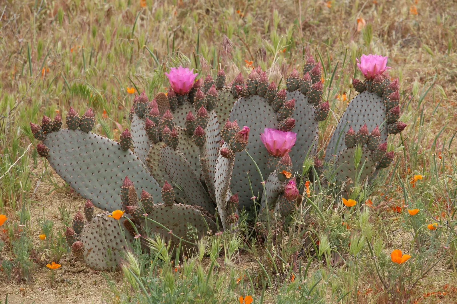 Beavertail Prickly Pear Cactus (Opuntia Basilaris) — paddle-shaped pads resembling beaver tails; the Beavertail creates dense clumps that add, image 56