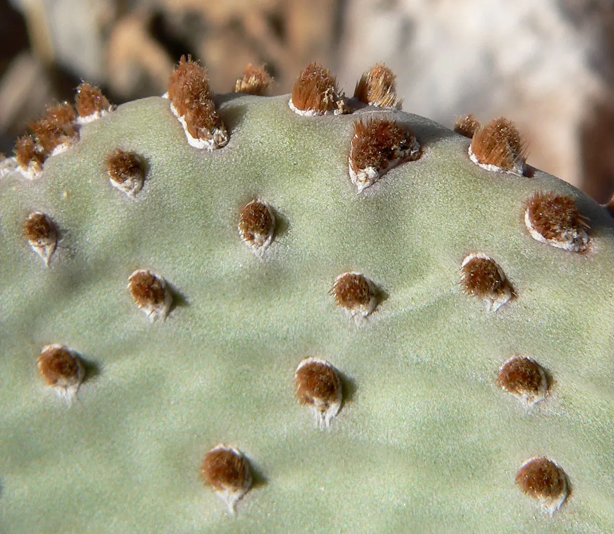 Beavertail Prickly Pear Cactus (Opuntia Basilaris) — this plant typically reaches 6-12 inches in height with a 2-3 feet spread; adding further, image 57
