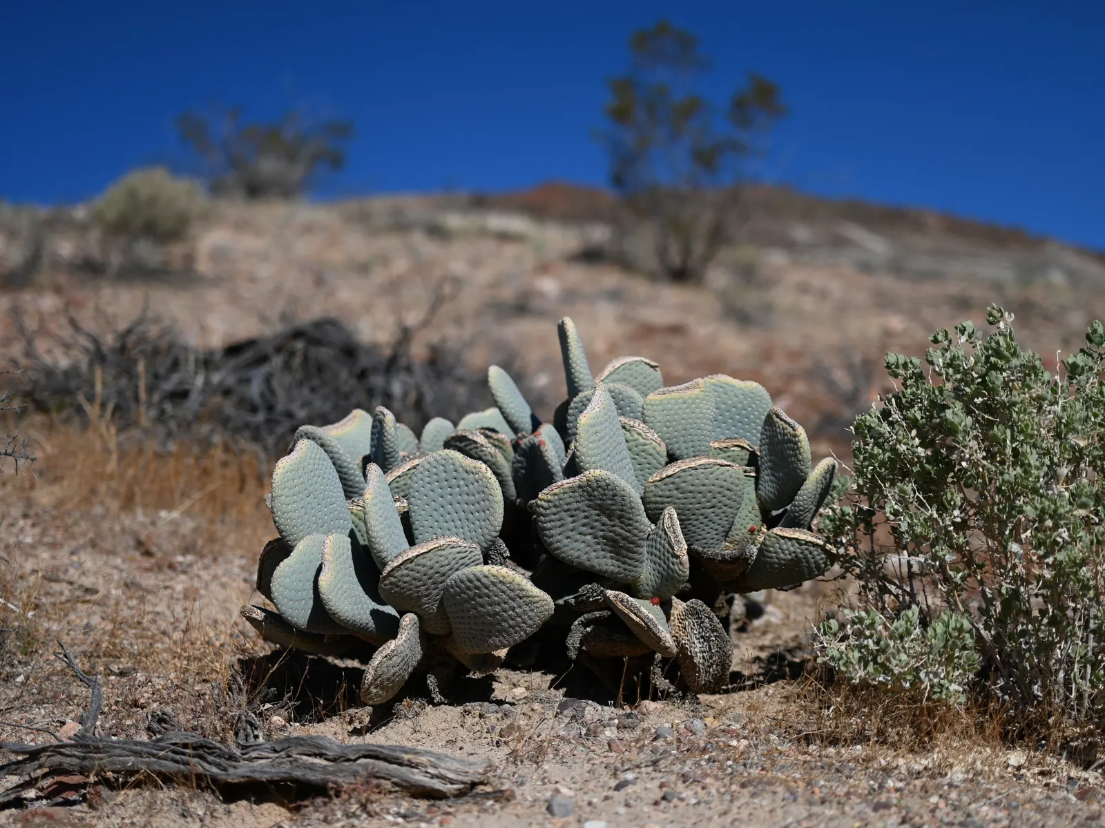 Beavertail Prickly Pear Cactus (Opuntia Basilaris) — Opuntia basilaris thrives in full sun and requires well-draining soils to prevent root rot, image 73
