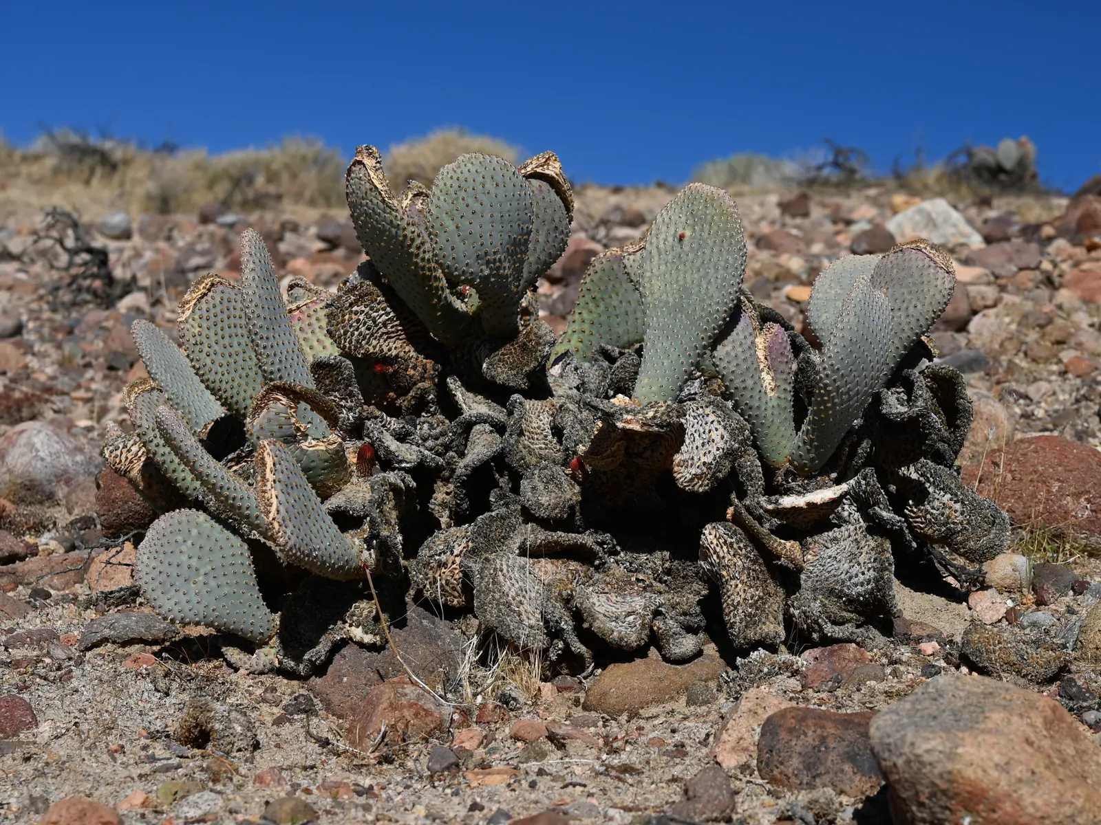 Beavertail Prickly Pear Cactus (Opuntia Basilaris) — this low-growing perennial presents a unique silhouette with its flattened; scientifically, image 63