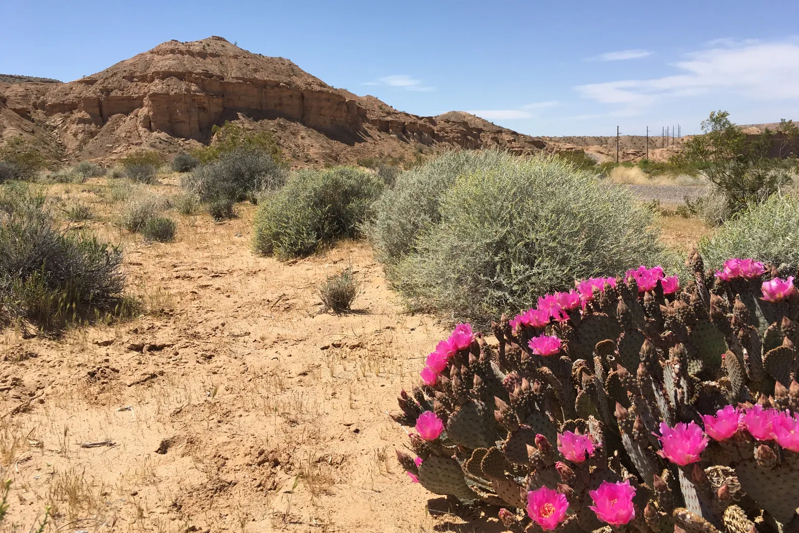 Beavertail Prickly Pear Cactus (Opuntia Basilaris) — Each bloom spans approximately 2 to 3 inches across