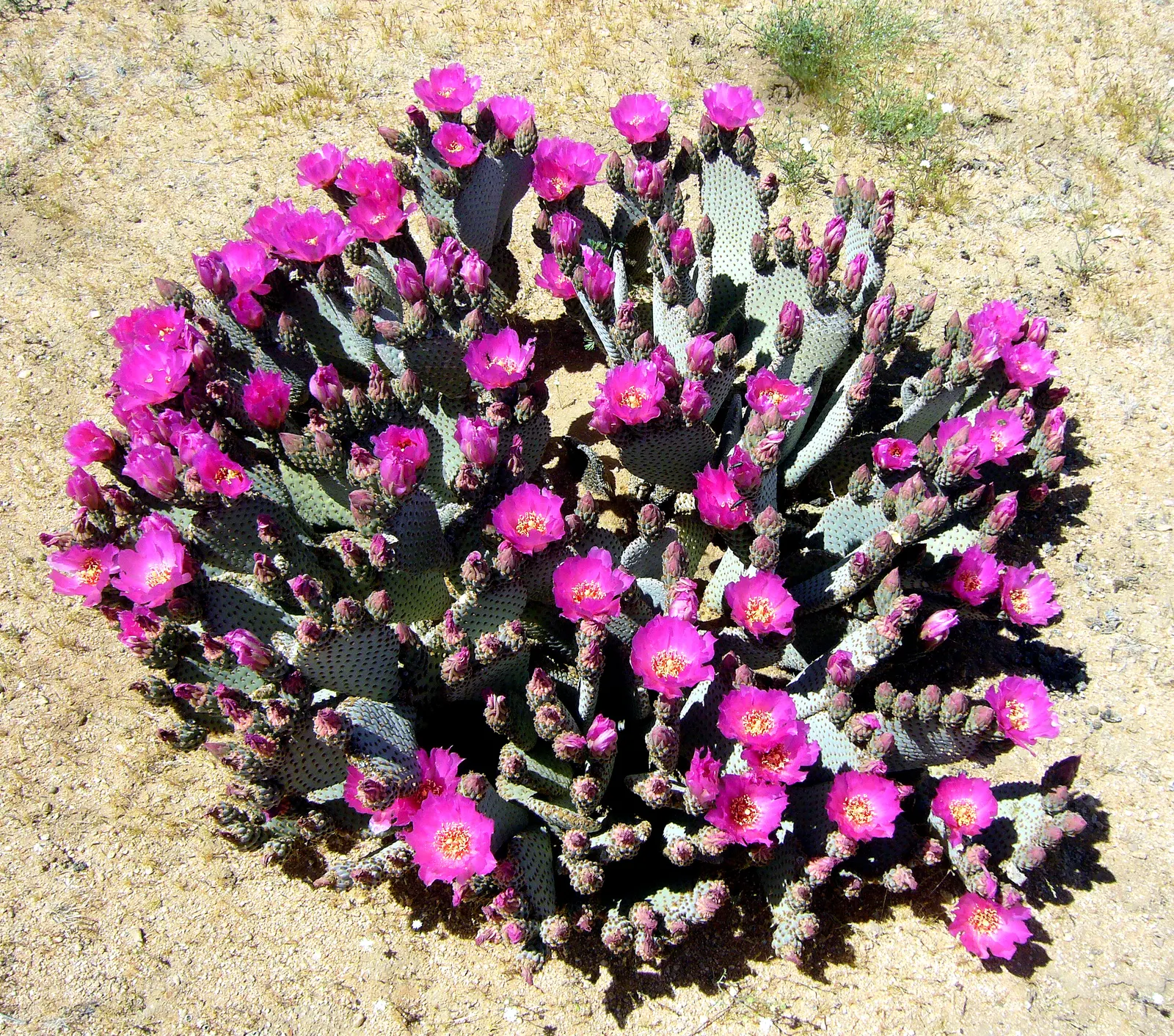 Beavertail Prickly Pear Cactus (Opuntia Basilaris) — it exemplifies water-efficient gardening and is an excellent choice for xeriscaping; this, image 75