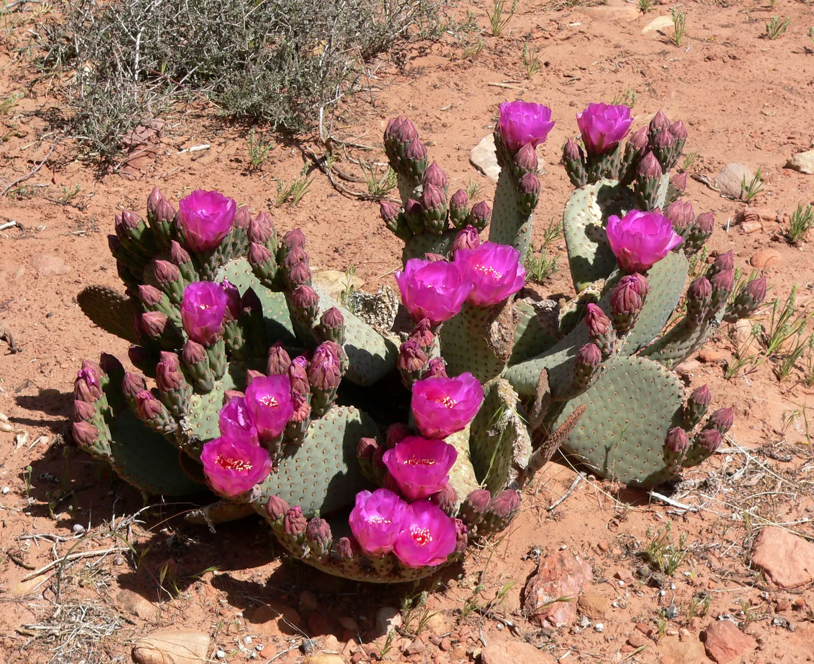 Beavertail Prickly Pear Cactus (Opuntia Basilaris) — cactus for full; especially in regions that emulate its native desert conditions, image 81