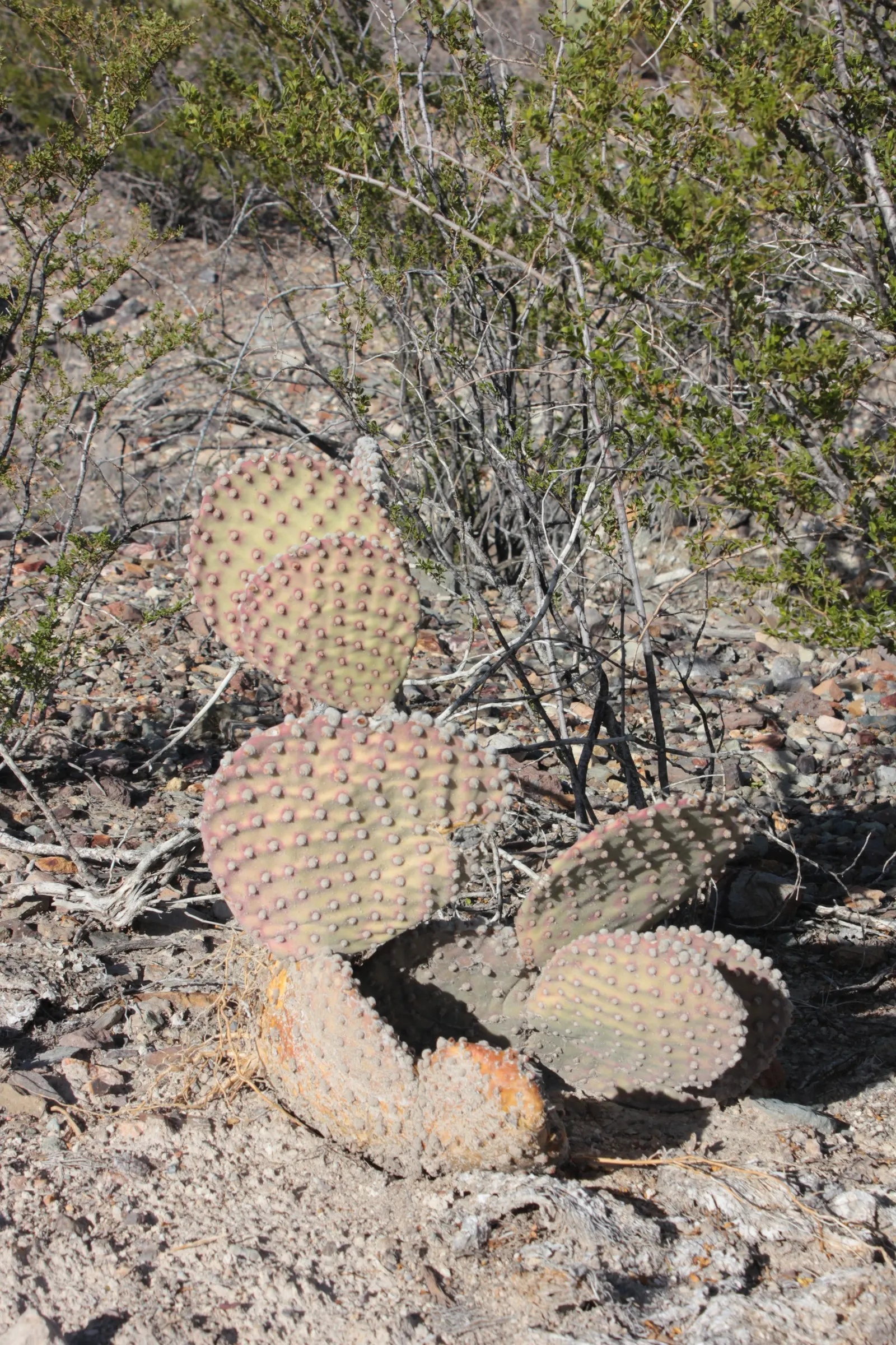 Beavertail Prickly Pear Cactus (Opuntia Basilaris) — adding further ornamental value.<br><br>Adapted to USDA Hardiness Zones 8 through 11, image 72