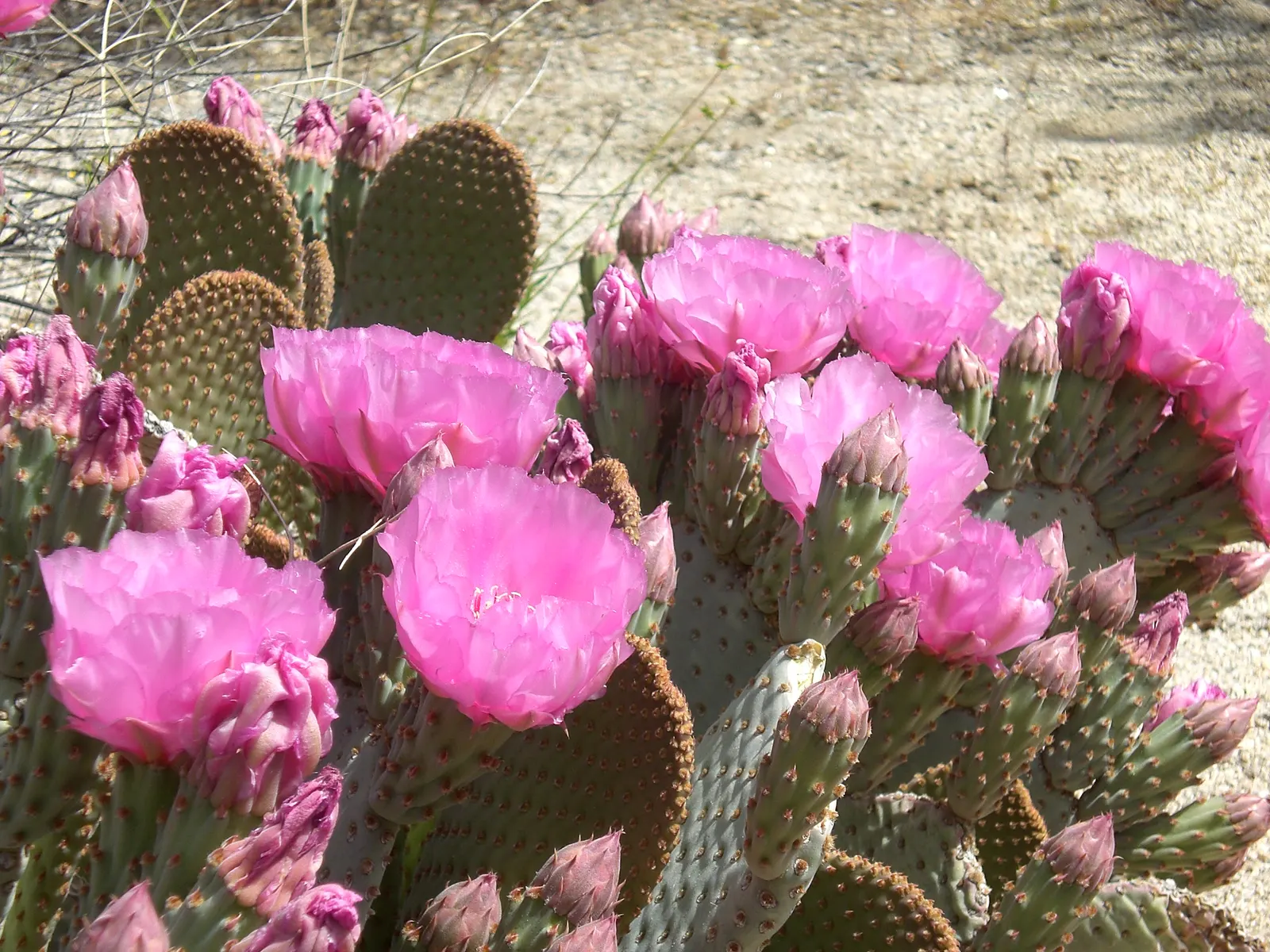 Beavertail Prickly Pear Cactus (Opuntia Basilaris) — Informing clients of the Beavertail's low-growing habit; the plant produces reddish, image 103