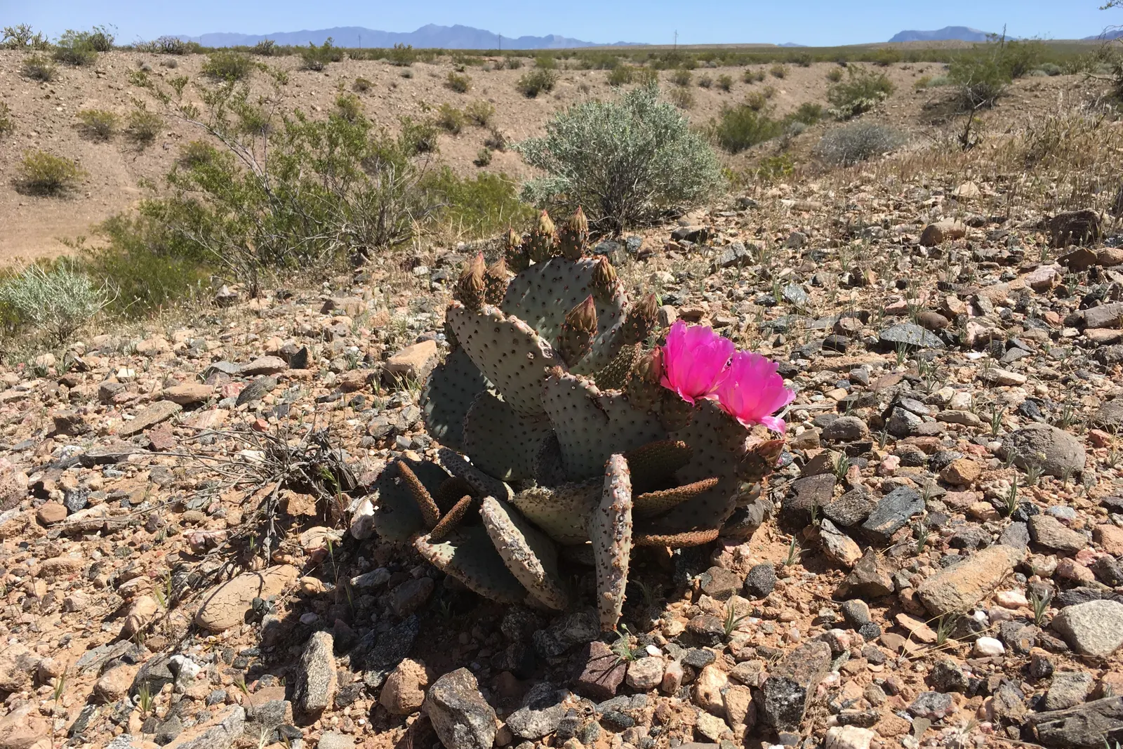 Beavertail Prickly Pear Cactus (Opuntia Basilaris) — especially in regions that emulate its native desert conditions; this plant typically reaches, image 105
