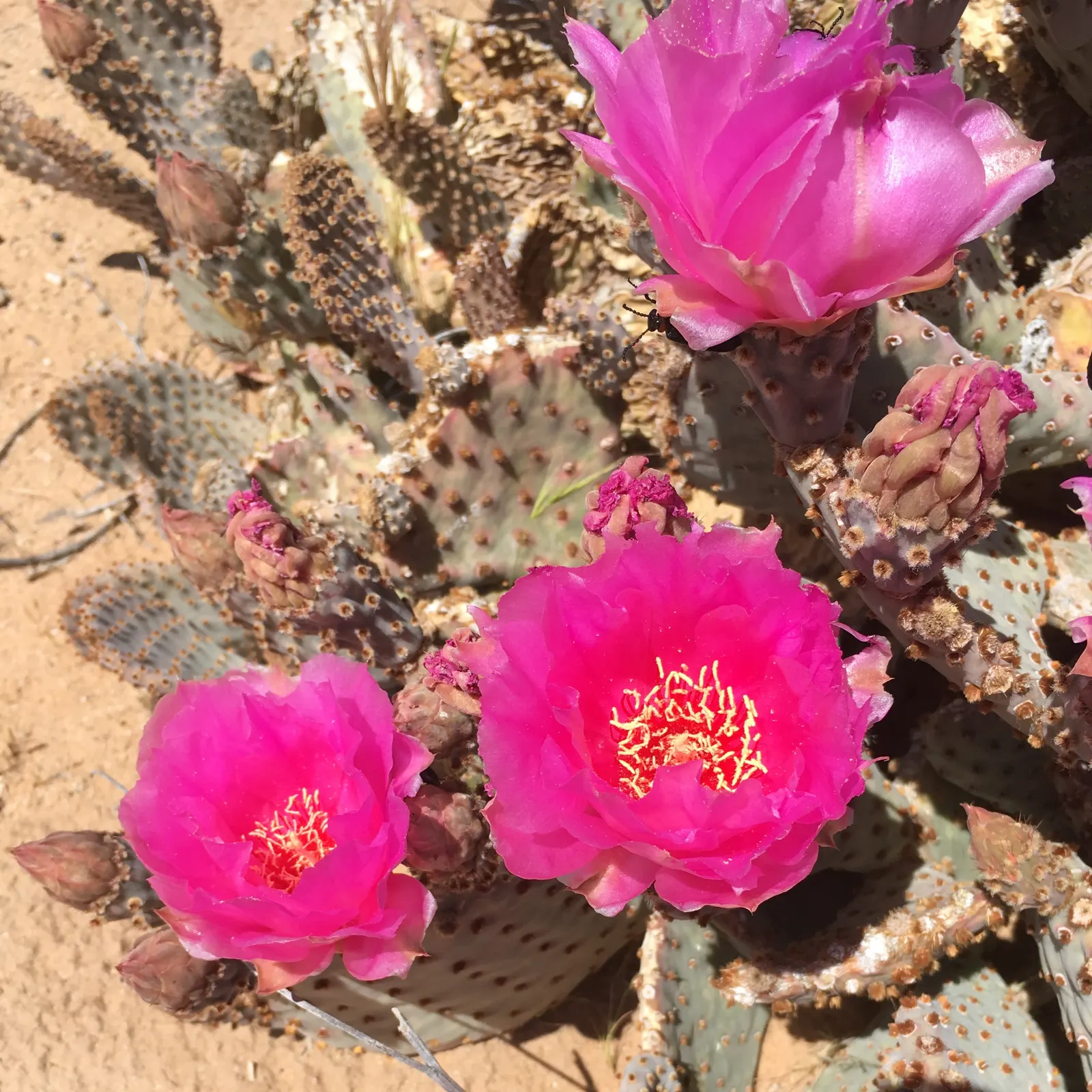 Beavertail Prickly Pear Cactus (Opuntia Basilaris) — The Beavertail Prickly Pear (Opuntia basilaris) is a charming, low-growing cactus, native to, image 82