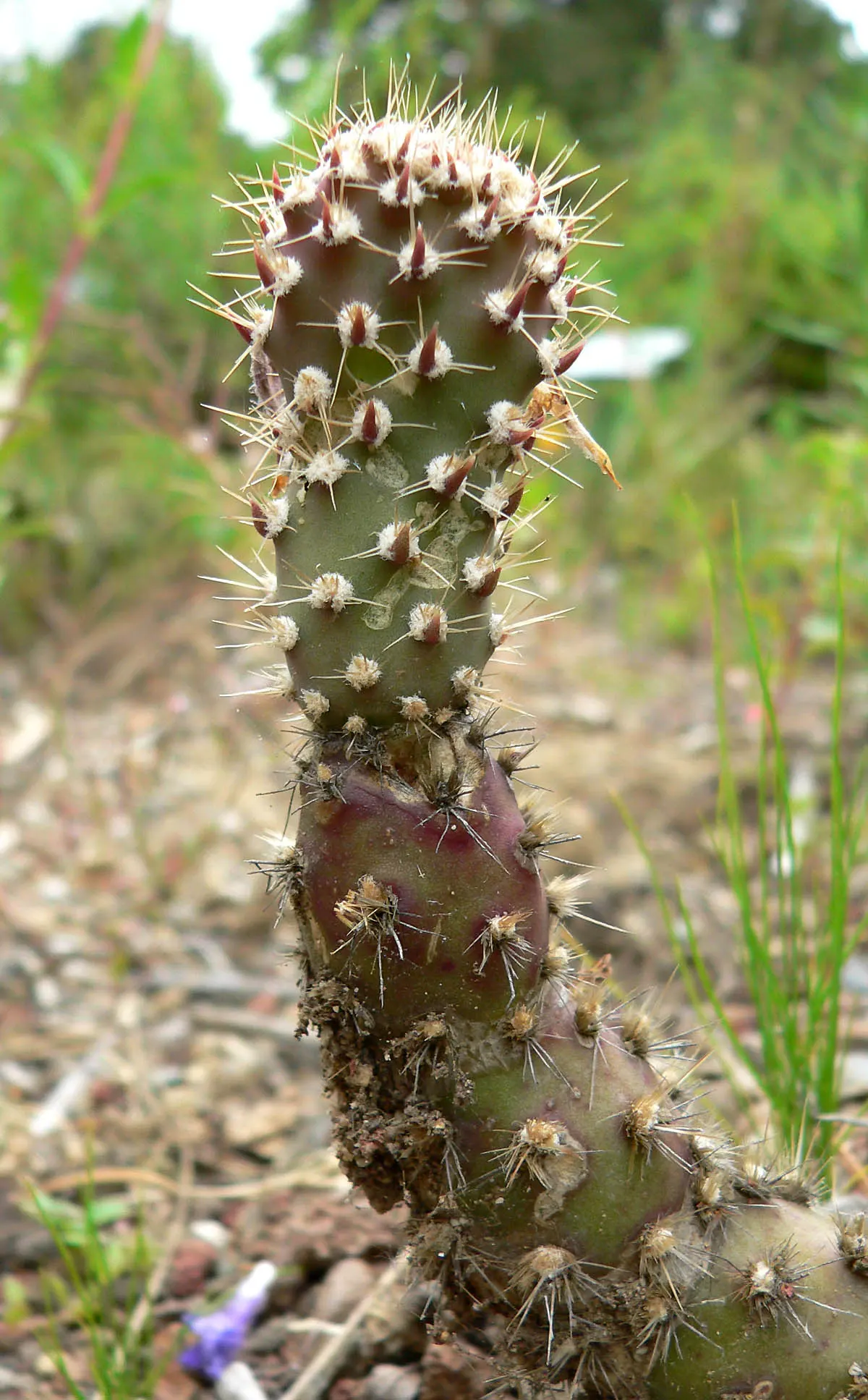 Beavertail Prickly Pear Cactus (Opuntia Basilaris) — this low-growing perennial presents a unique silhouette with its flattened