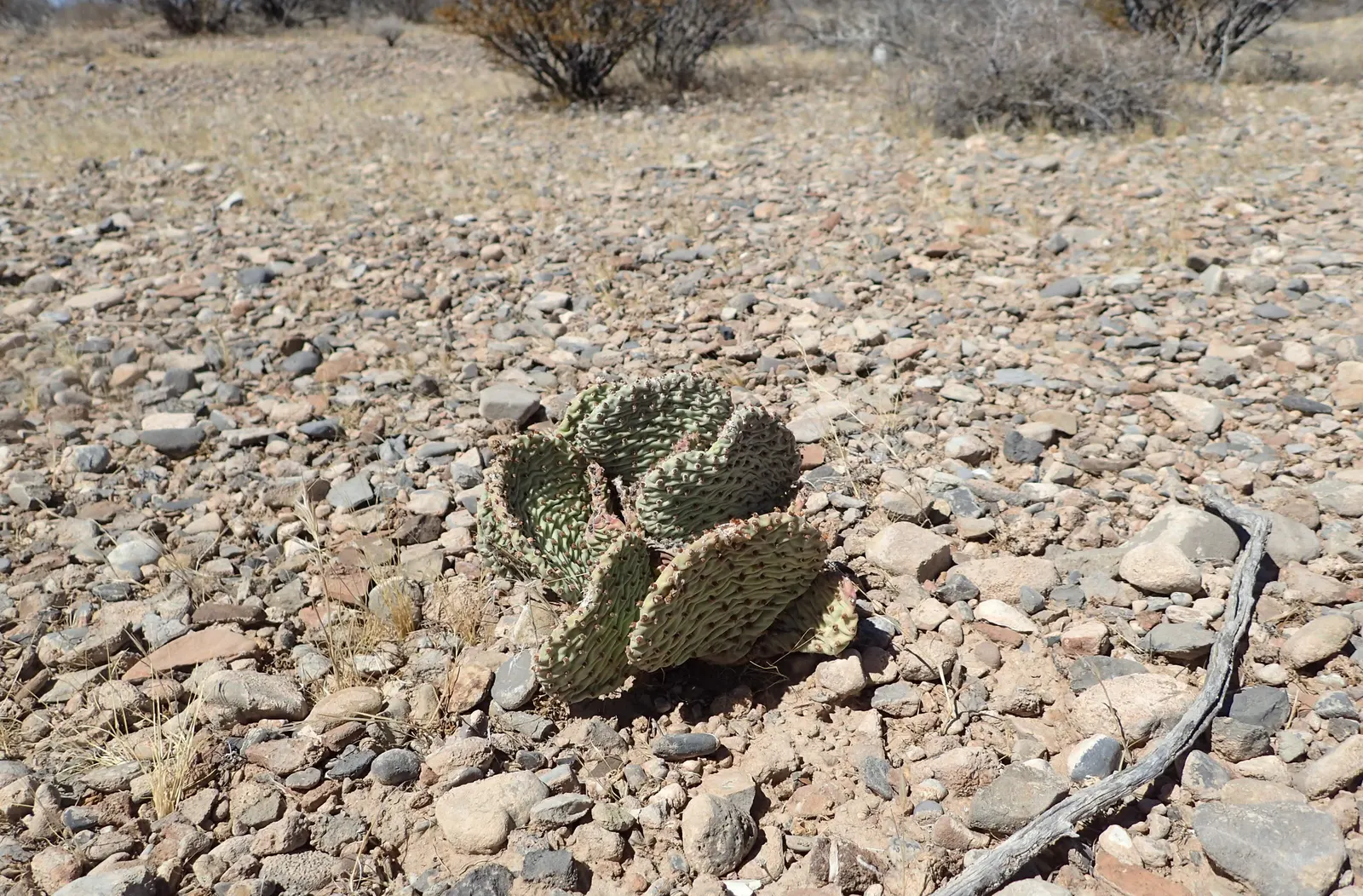 Beavertail Prickly Pear Cactus (Opuntia Basilaris) — scientifically named Opuntia basilaris; these bluish-green paddles are dotted with small barbed bristles