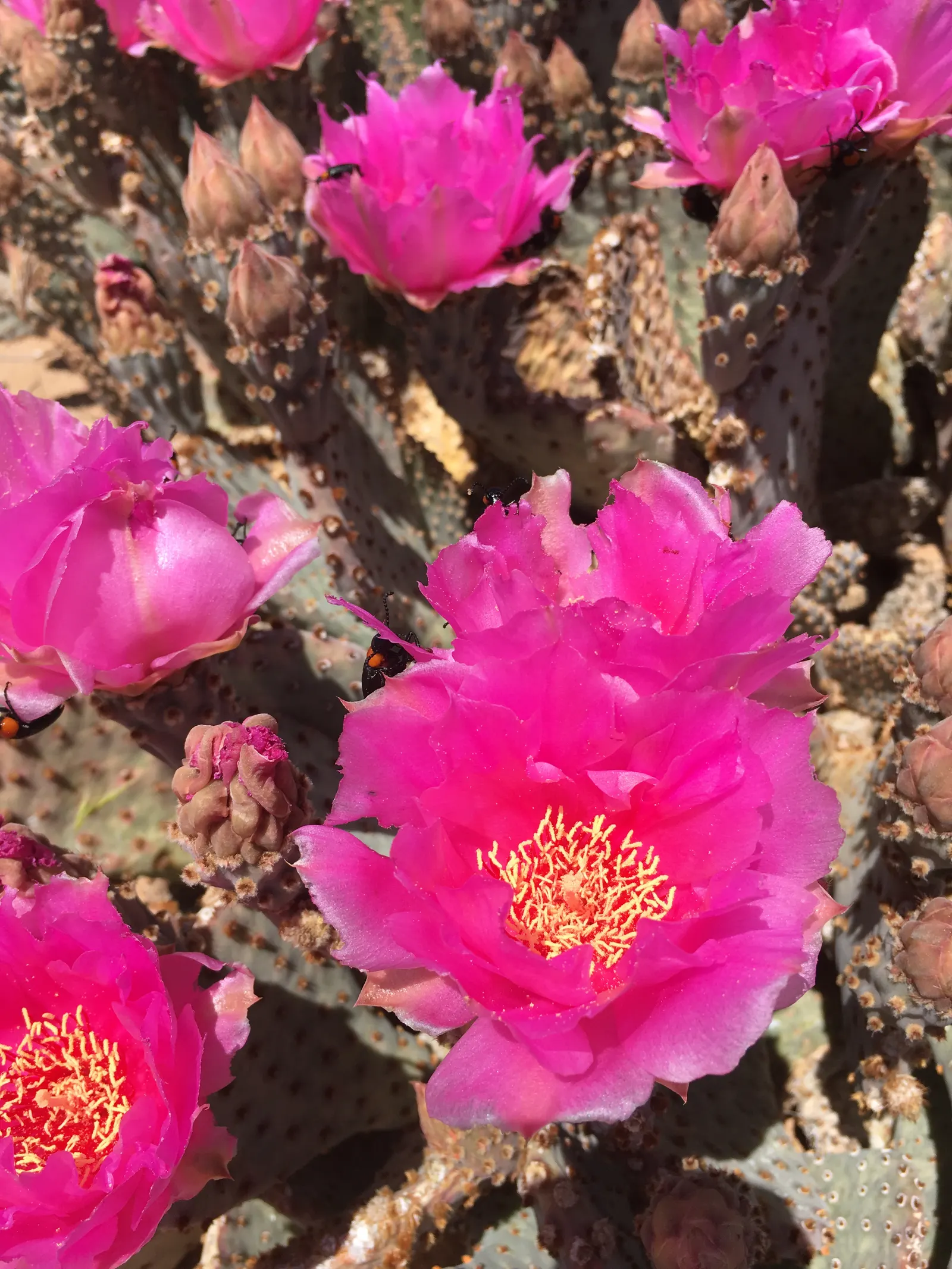 Beavertail Prickly Pear Cactus (Opuntia Basilaris) — Each bloom spans approximately 2 to 3 inches across, image 95