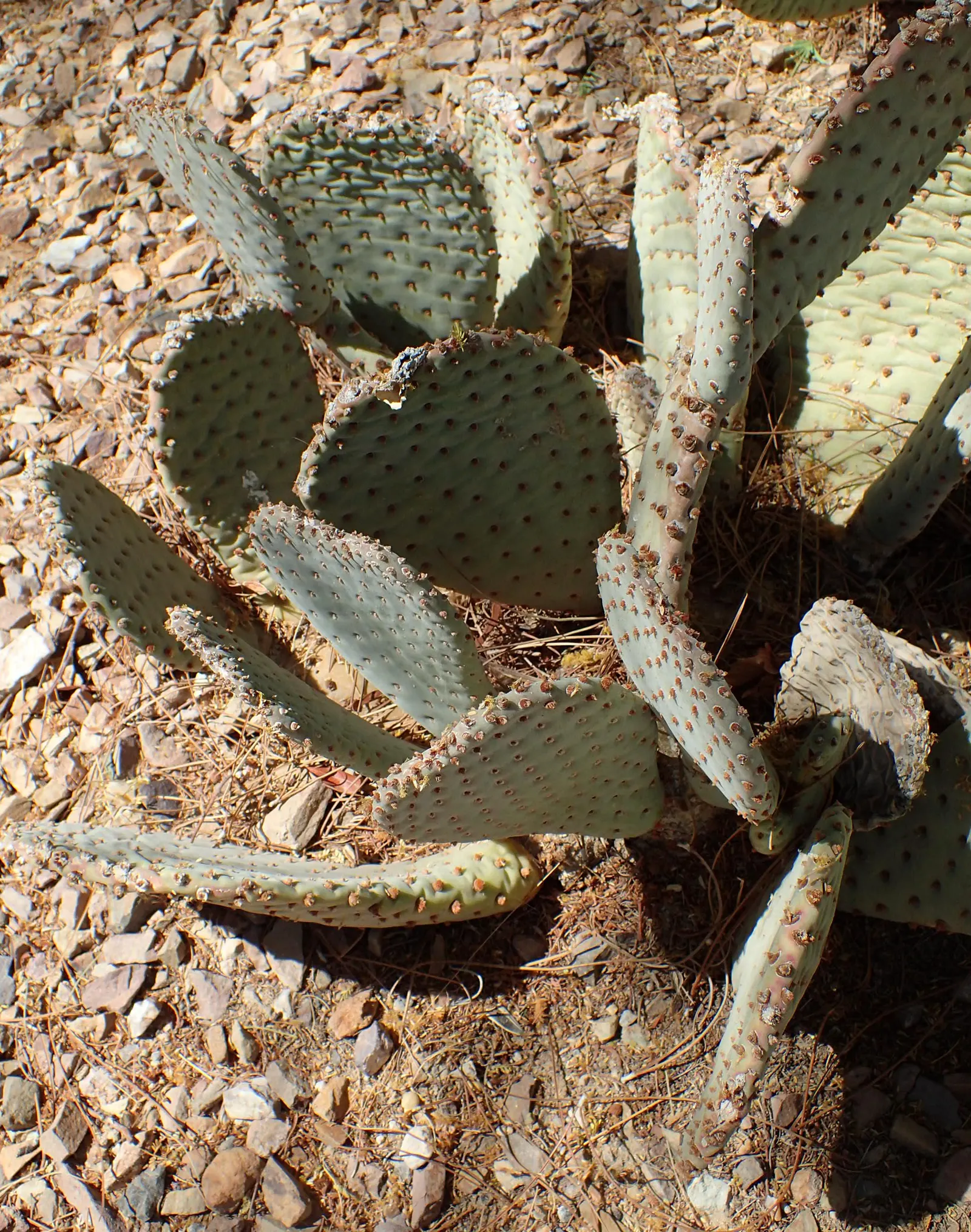 Beavertail Prickly Pear Cactus (Opuntia Basilaris) — it's excellent for drought-tolerant landscapes and rock gardens, image 86