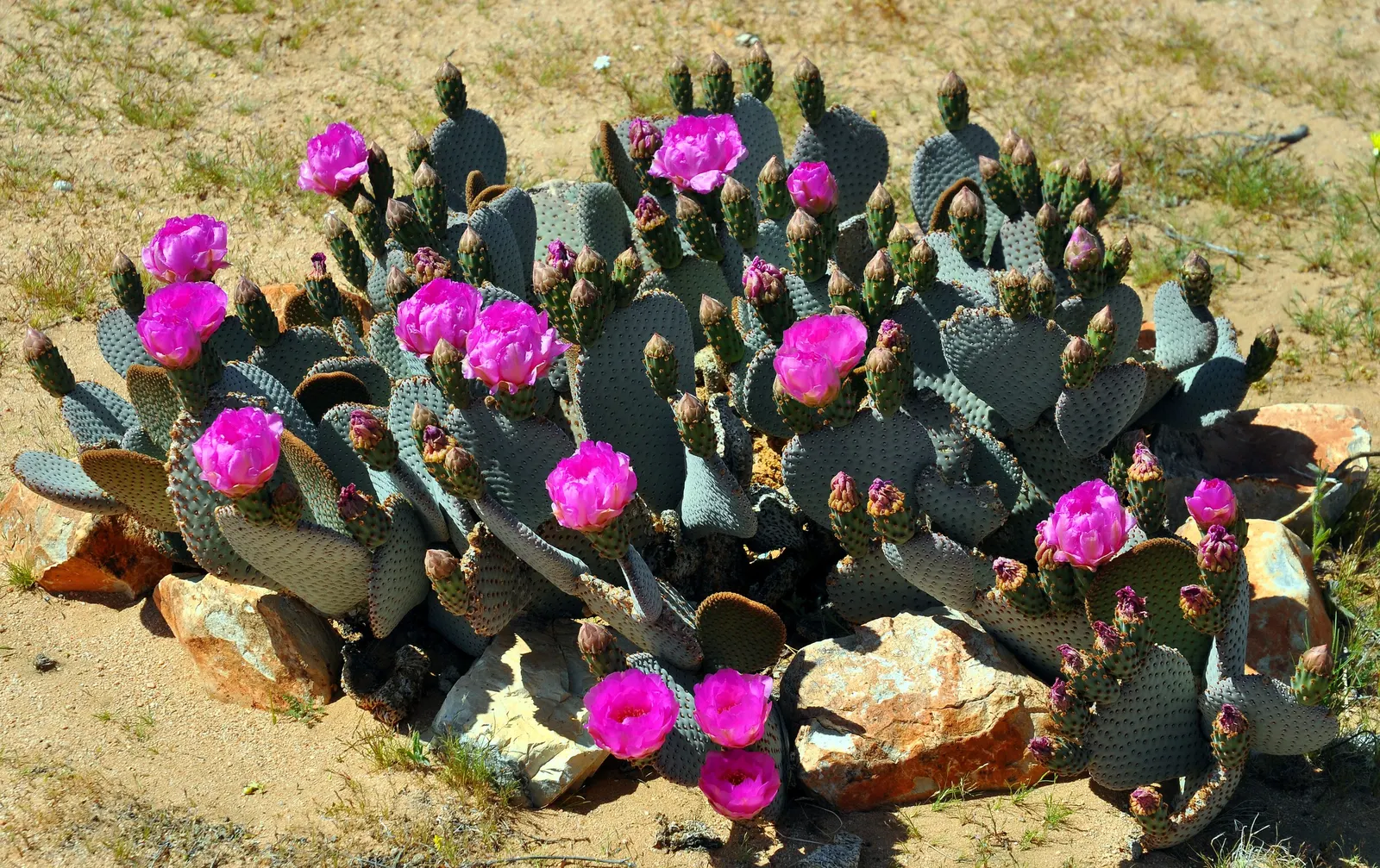 Beavertail Prickly Pear Cactus (Opuntia Basilaris) — Informing clients of the Beavertail's low-growing habit; the plant produces reddish, image 76