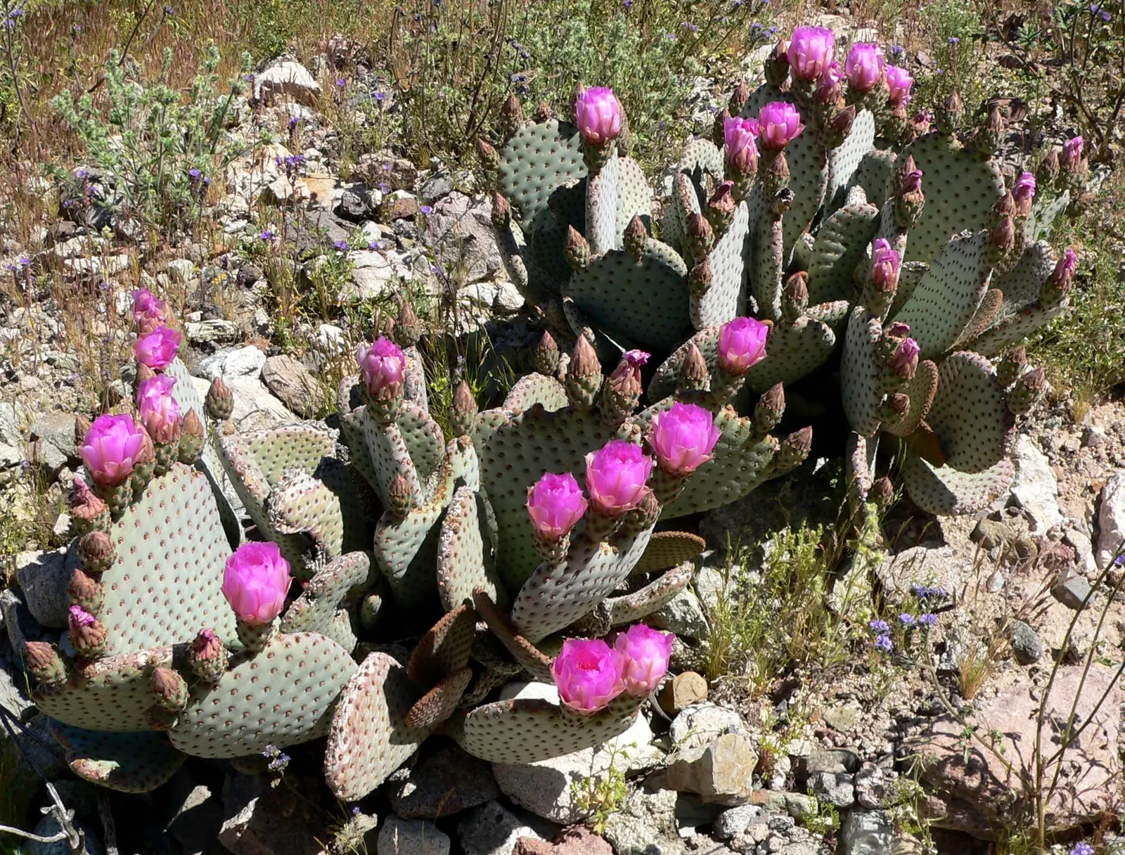 Beavertail Prickly Pear Cactus (Opuntia Basilaris) — Opuntia basilaris thrives in full sun and requires well-draining soils to prevent root rot; informing