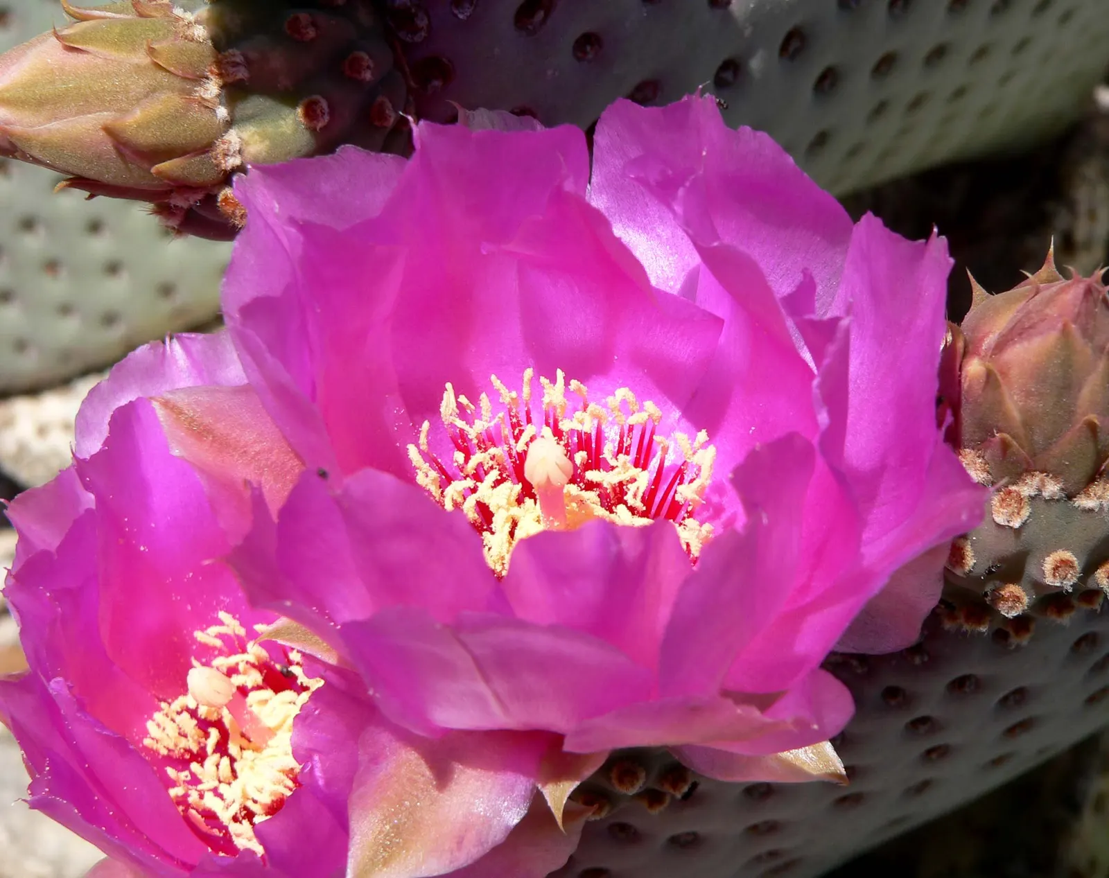 Beavertail Prickly Pear Cactus (Opuntia Basilaris) — Informing clients of the Beavertail's low-growing habit