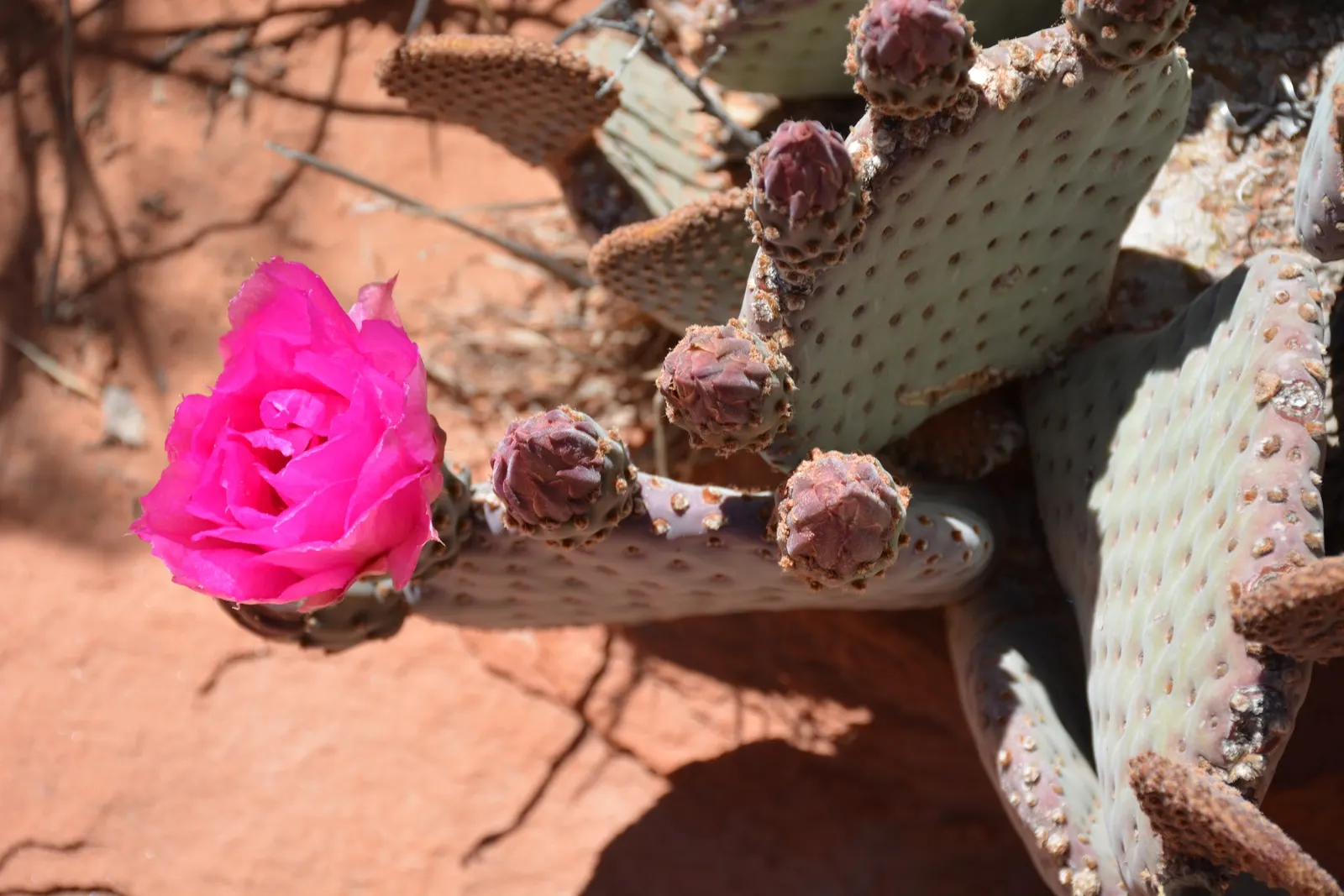 Beavertail Prickly Pear Cactus (Opuntia Basilaris) — especially in regions that emulate its native desert conditions; this plant typically reaches 6-12 inches