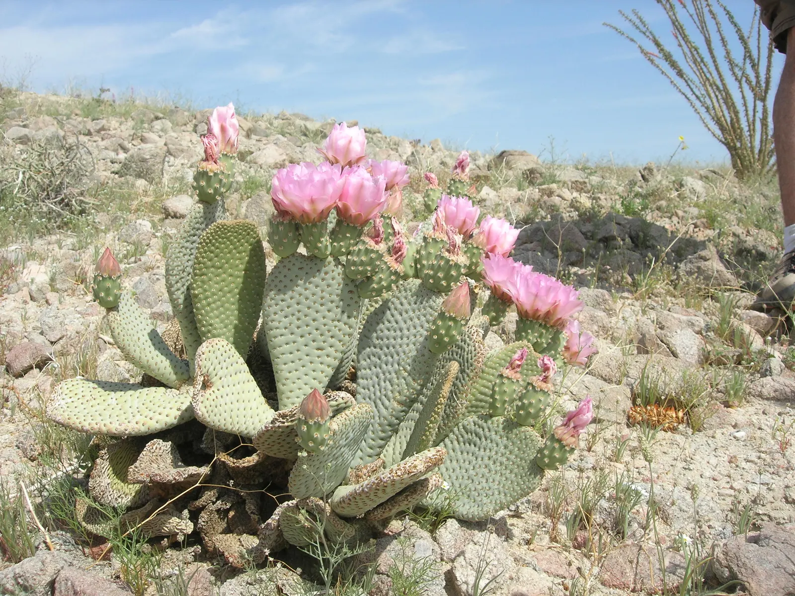 Beavertail Prickly Pear Cactus (Opuntia Basilaris) — contributing both color and visual interest to the arid landscape palette