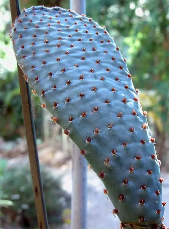 Beavertail Prickly Pear Cactus (Opuntia Basilaris) — a detail worth noting during installation and maintenance.<br><br>In the spring; is a captivating species