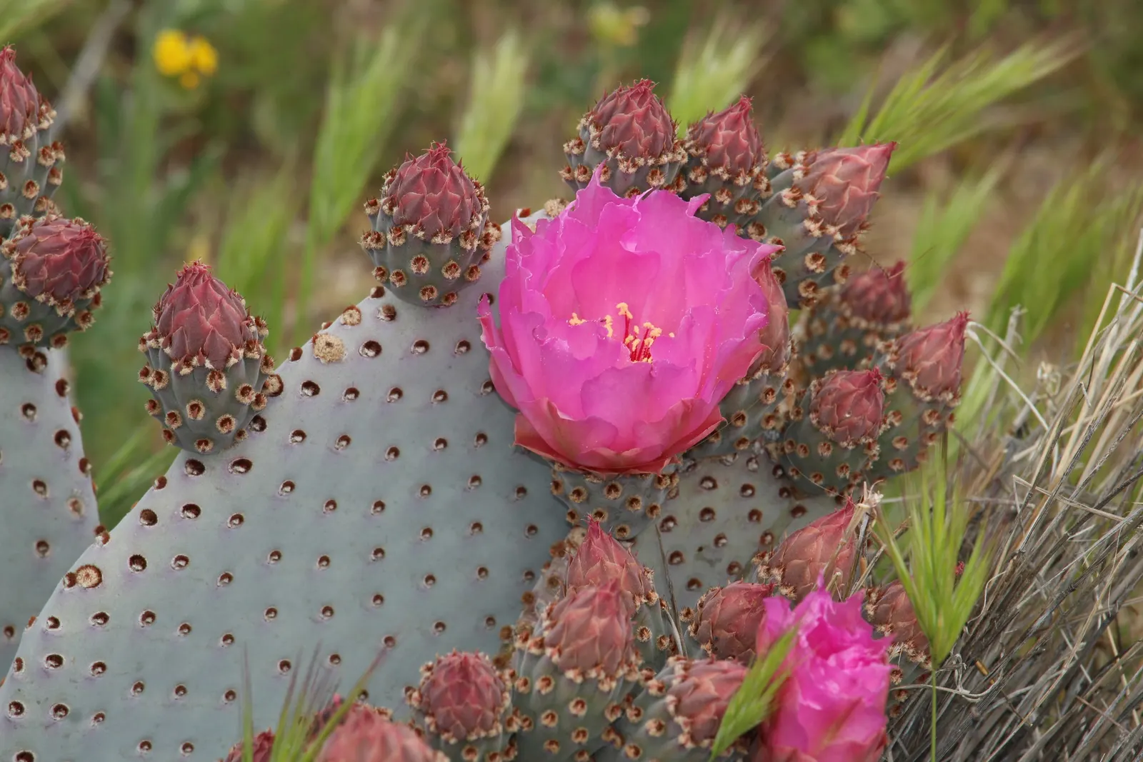 Beavertail Prickly Pear Cactus (Opuntia Basilaris) — it's excellent for drought-tolerant landscapes and rock gardens