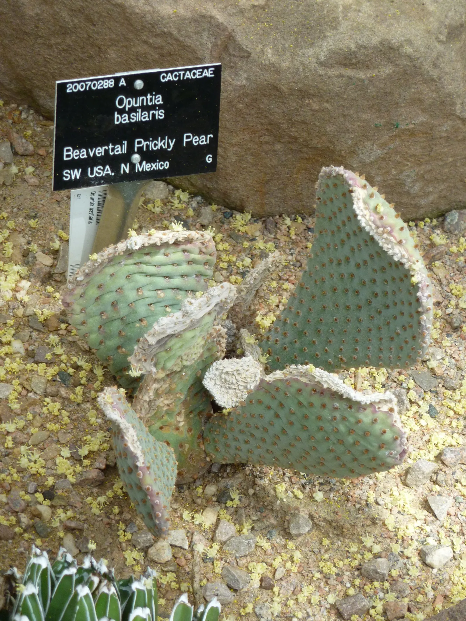 Beavertail Prickly Pear Cactus (Opuntia Basilaris) — the Beavertail creates dense clumps that add texture and a soft yet rugged beauty to garden, image 65