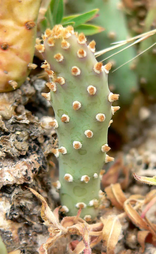 Beavertail Prickly Pear Cactus (Opuntia Basilaris) — scientifically named Opuntia basilaris; these bluish-green paddles are dotted with small, image 87
