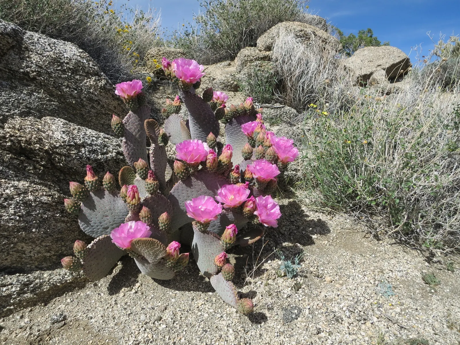Beavertail Prickly Pear Cactus (Opuntia Basilaris) — spiny fruits that persist on the cactus; native to the Southwestern United States and Northwestern Mexico
