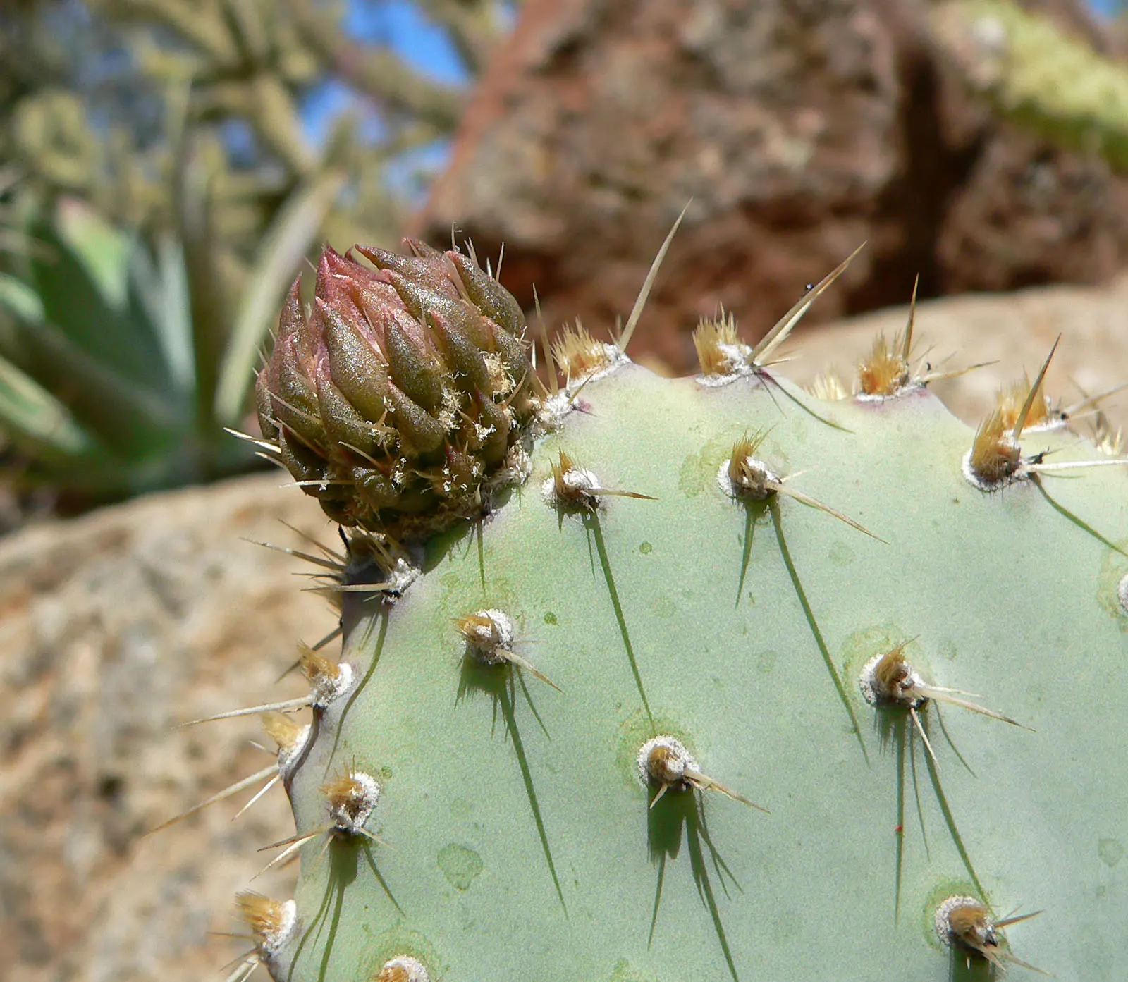 Beavertail Prickly Pear Cactus (Opuntia Basilaris) — cactus for full