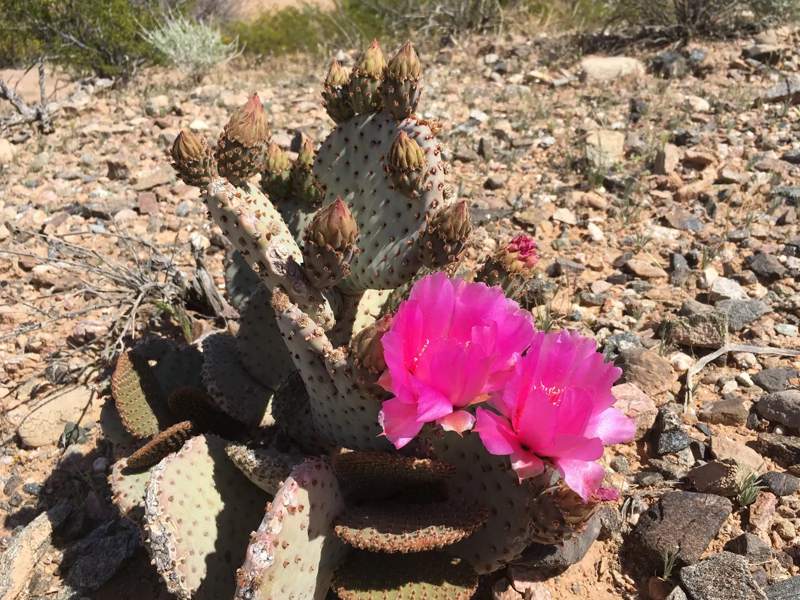 Beavertail Prickly Pear Cactus (Opuntia Basilaris) — and its carefree maintenance requirements will assure them of its suitability for their garden, image 77