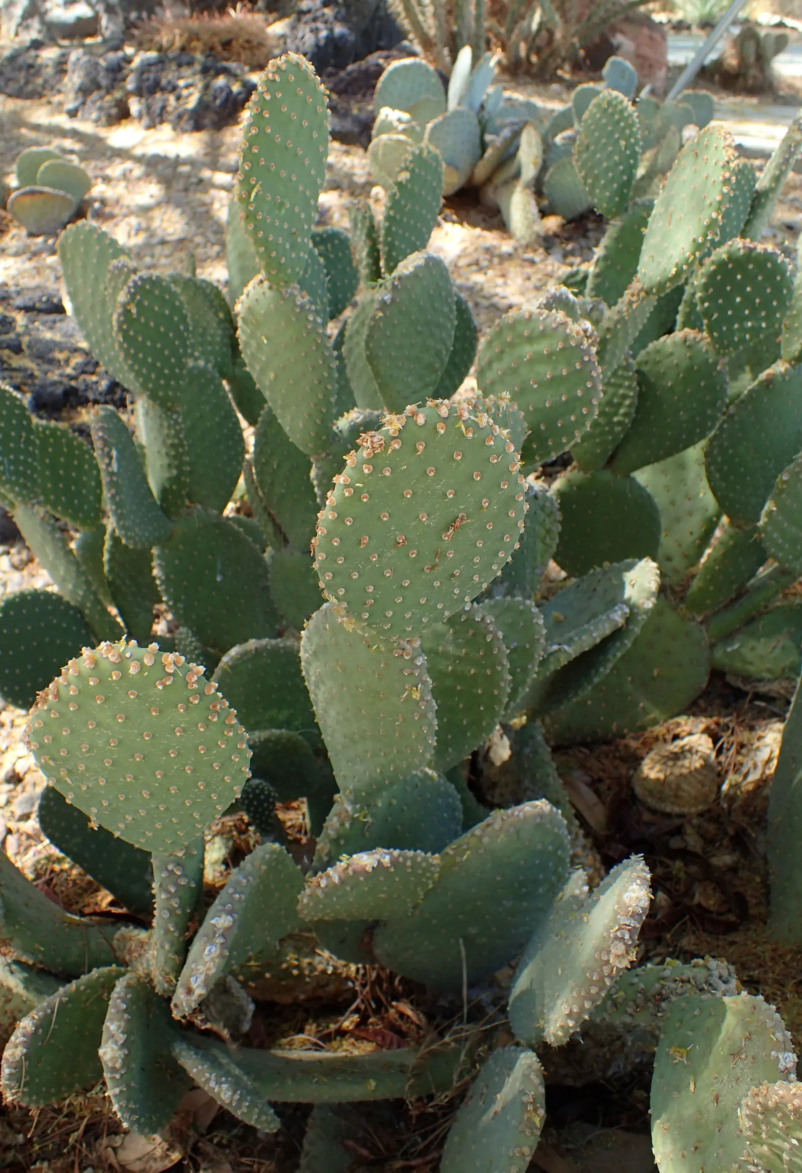 Beavertail Prickly Pear Cactus (Opuntia Basilaris) — a detail worth noting during installation and maintenance.<br><br>In the spring; is a, image 94