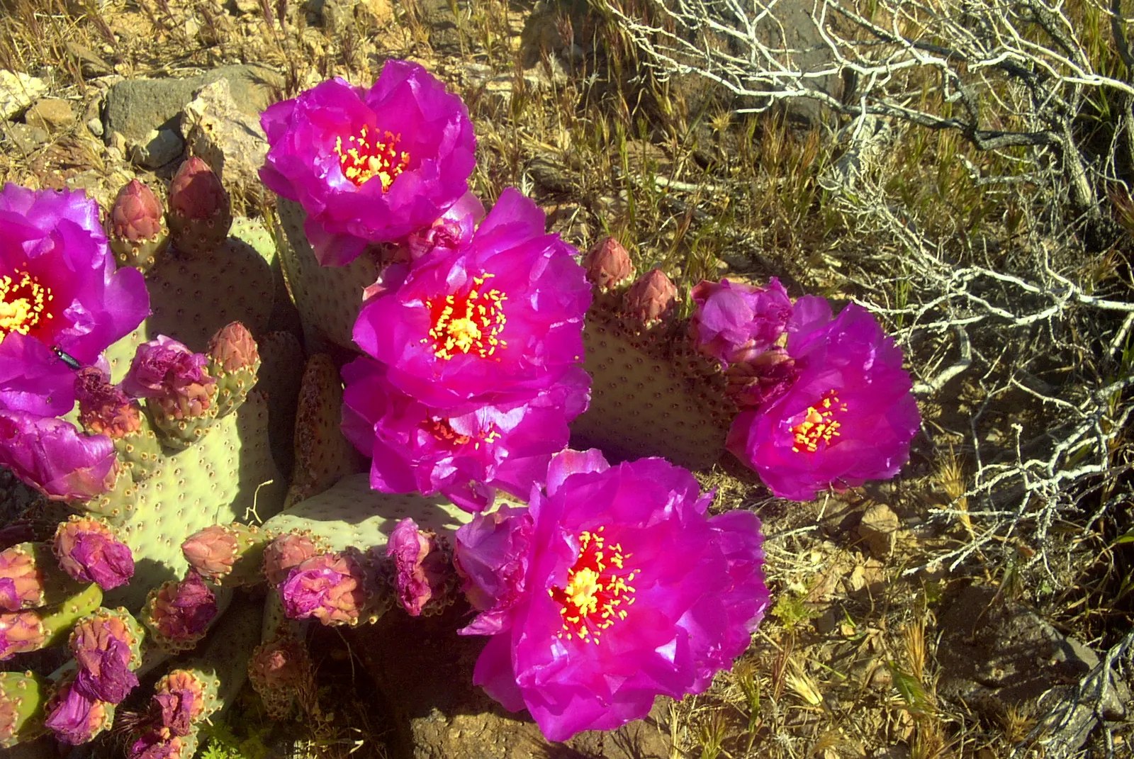 Beavertail Prickly Pear Cactus (Opuntia Basilaris) — Native to the Southwestern United States and Northwestern Mexico; cactus with pink and red, image 89