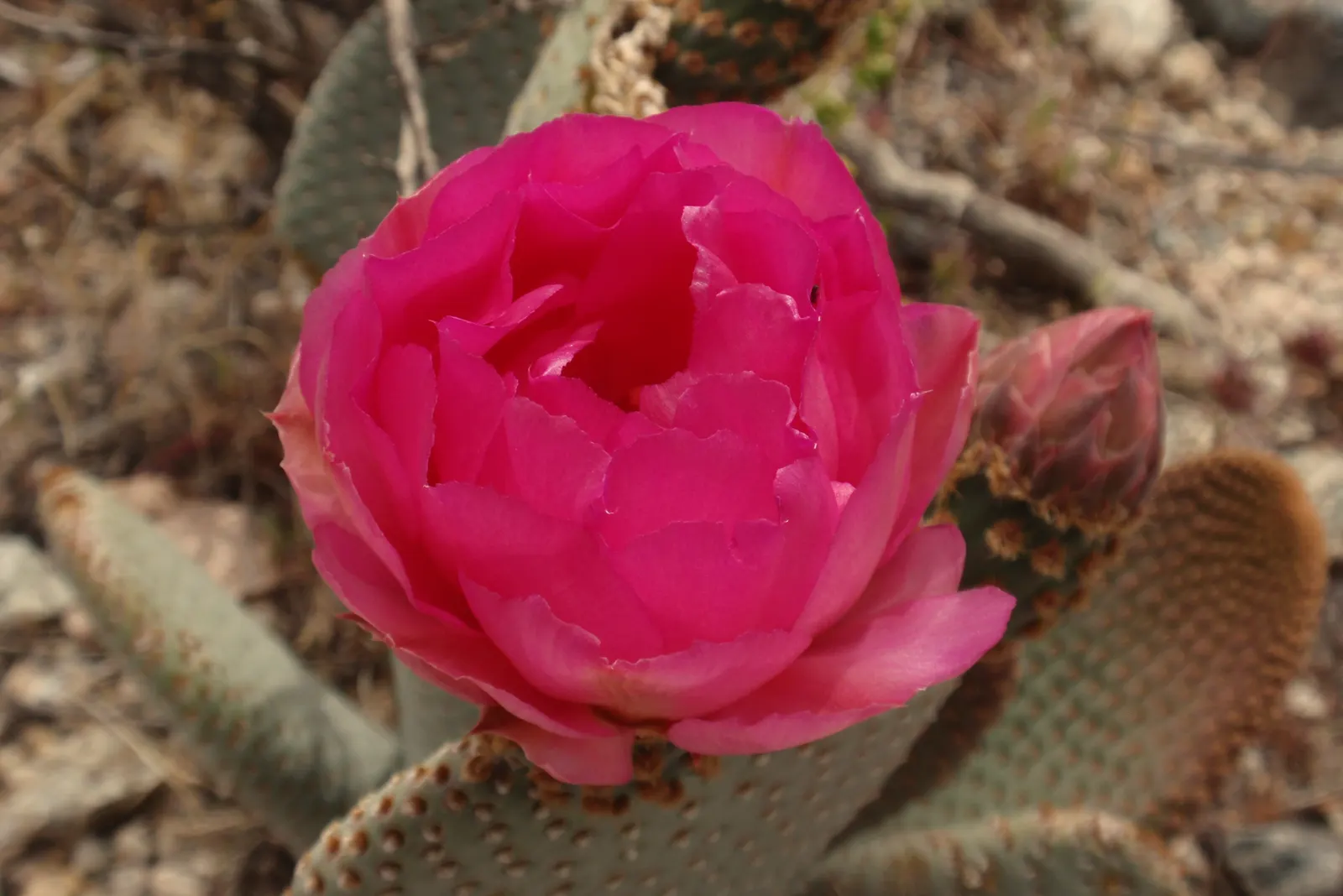 Beavertail Prickly Pear Cactus (Opuntia Basilaris) — it's excellent for drought-tolerant landscapes and rock gardens, image 32