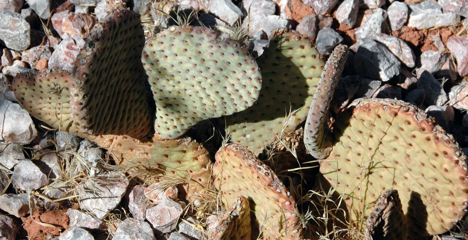 Beavertail Prickly Pear Cactus (Opuntia Basilaris) — this plant typically reaches 6-12 inches in height with a 2-3 feet spread