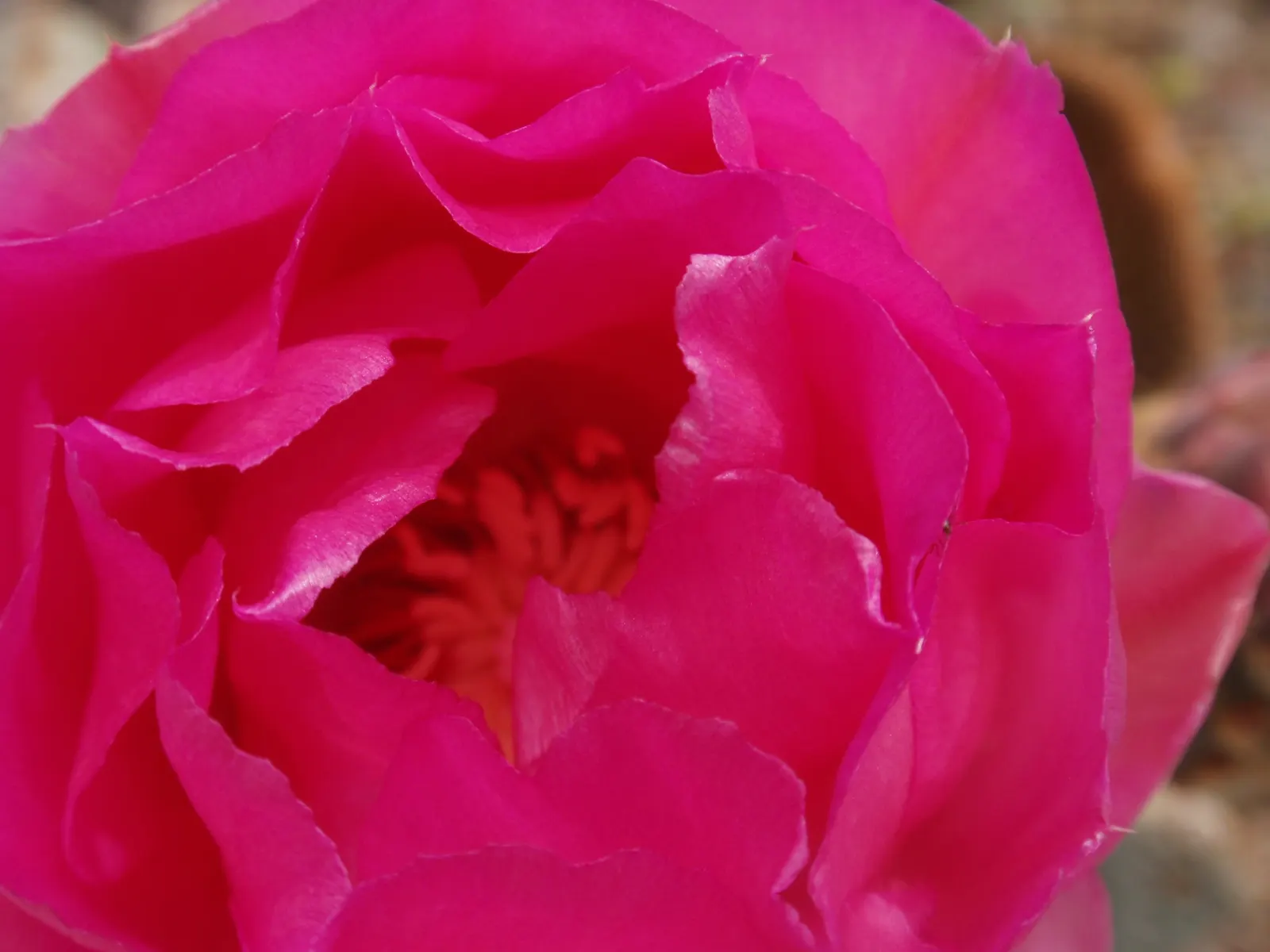 Beavertail Prickly Pear Cactus (Opuntia Basilaris) — Each bloom spans approximately 2 to 3 inches across, image 41